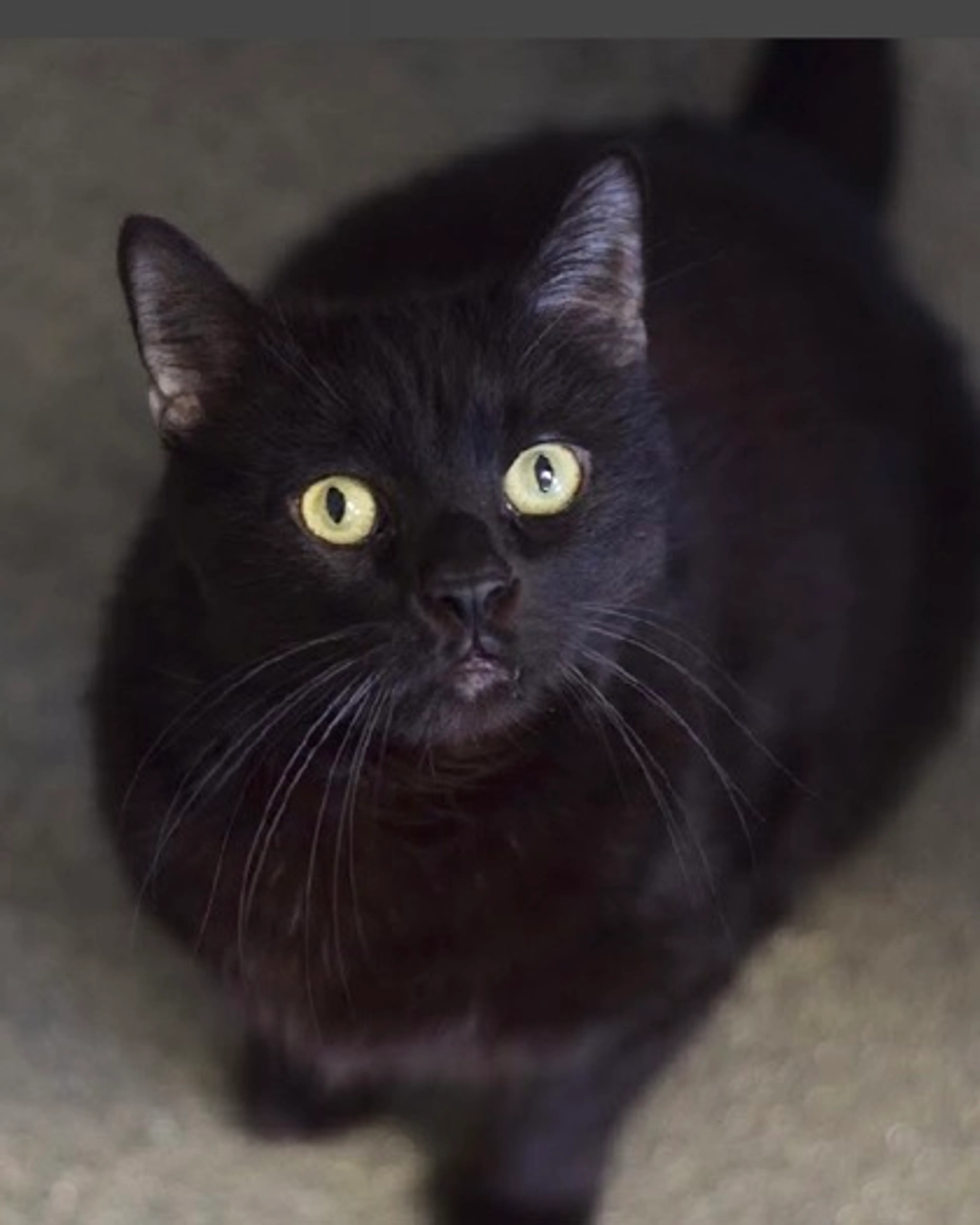 Found pet-0