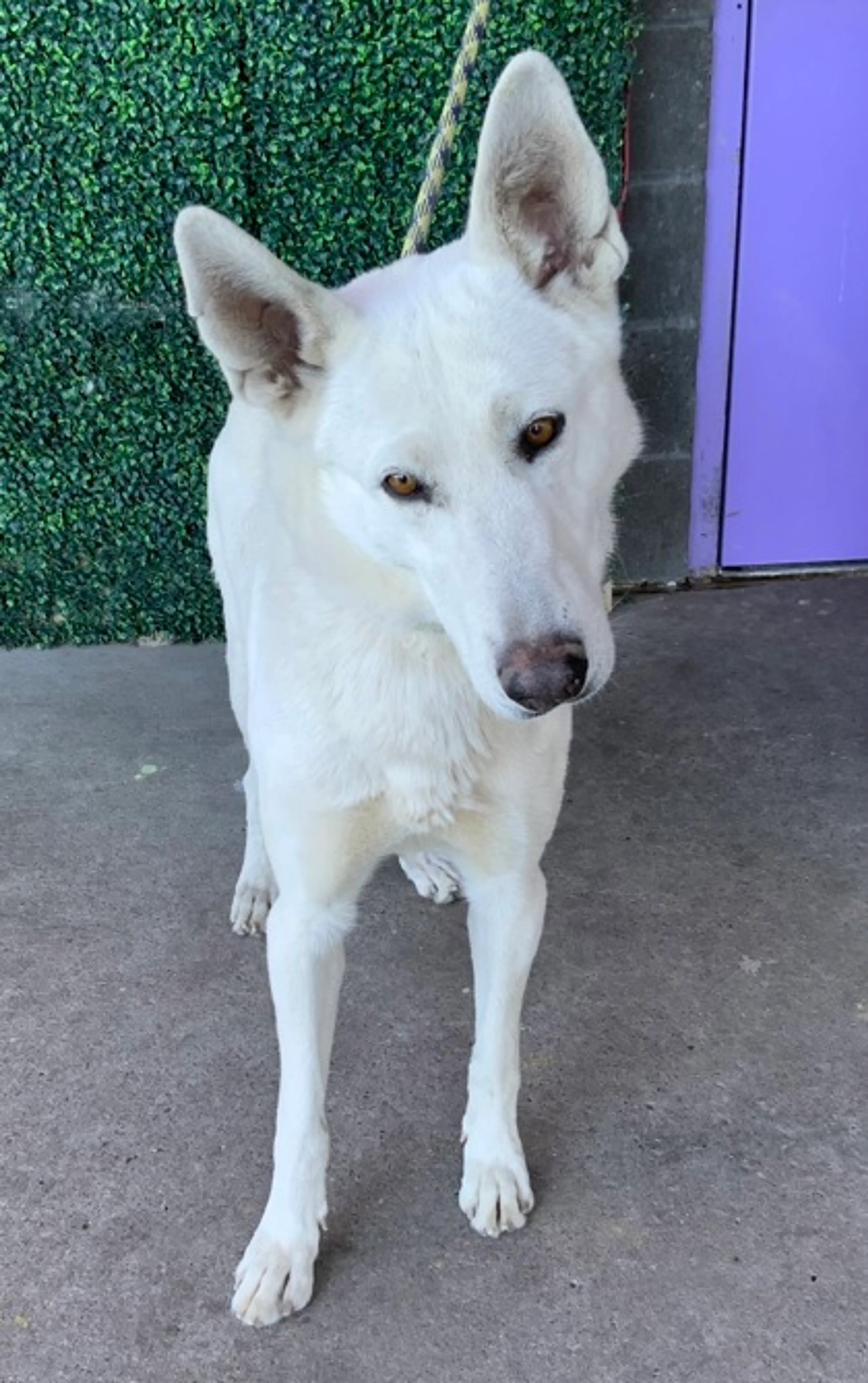 Found pet-2