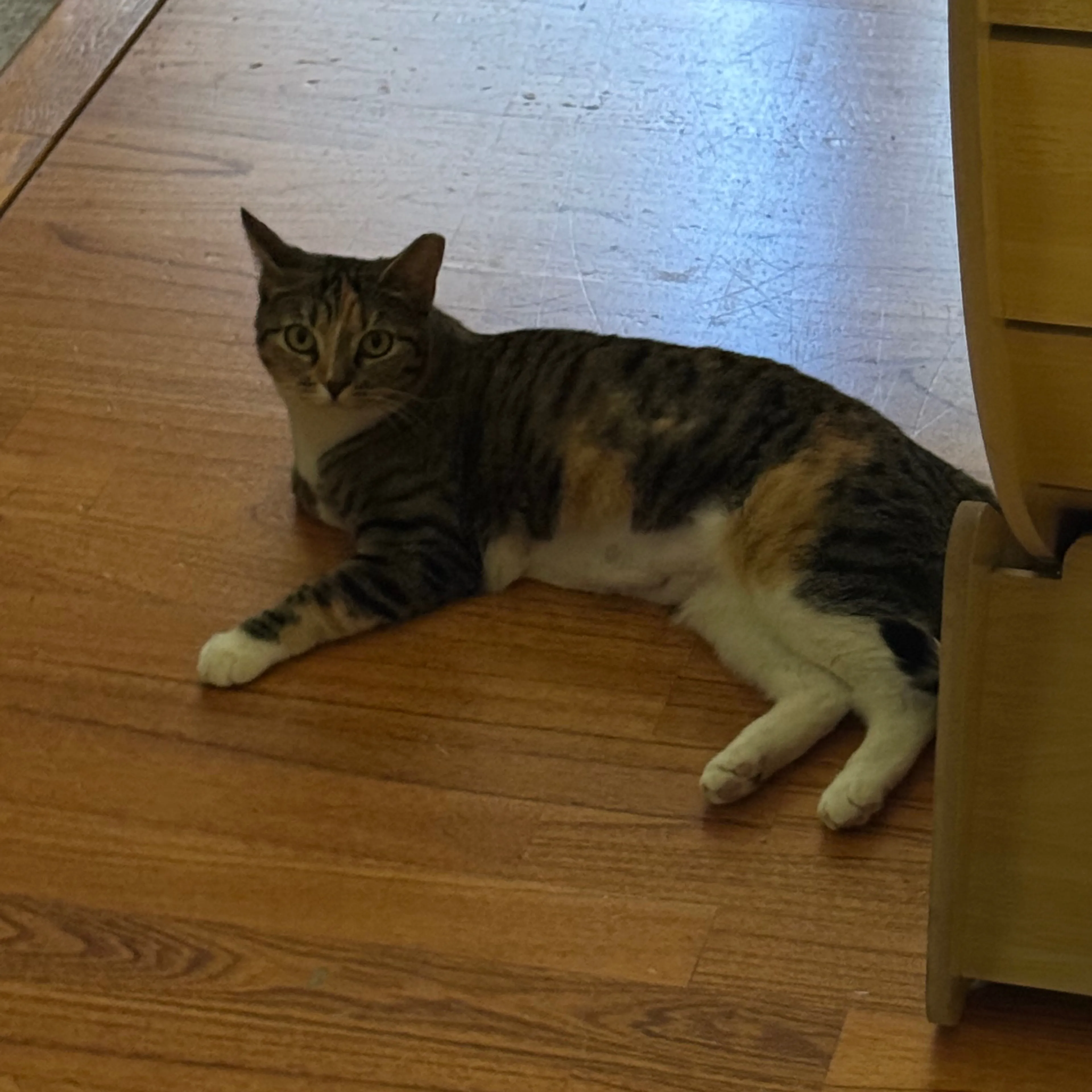 Found pet-1