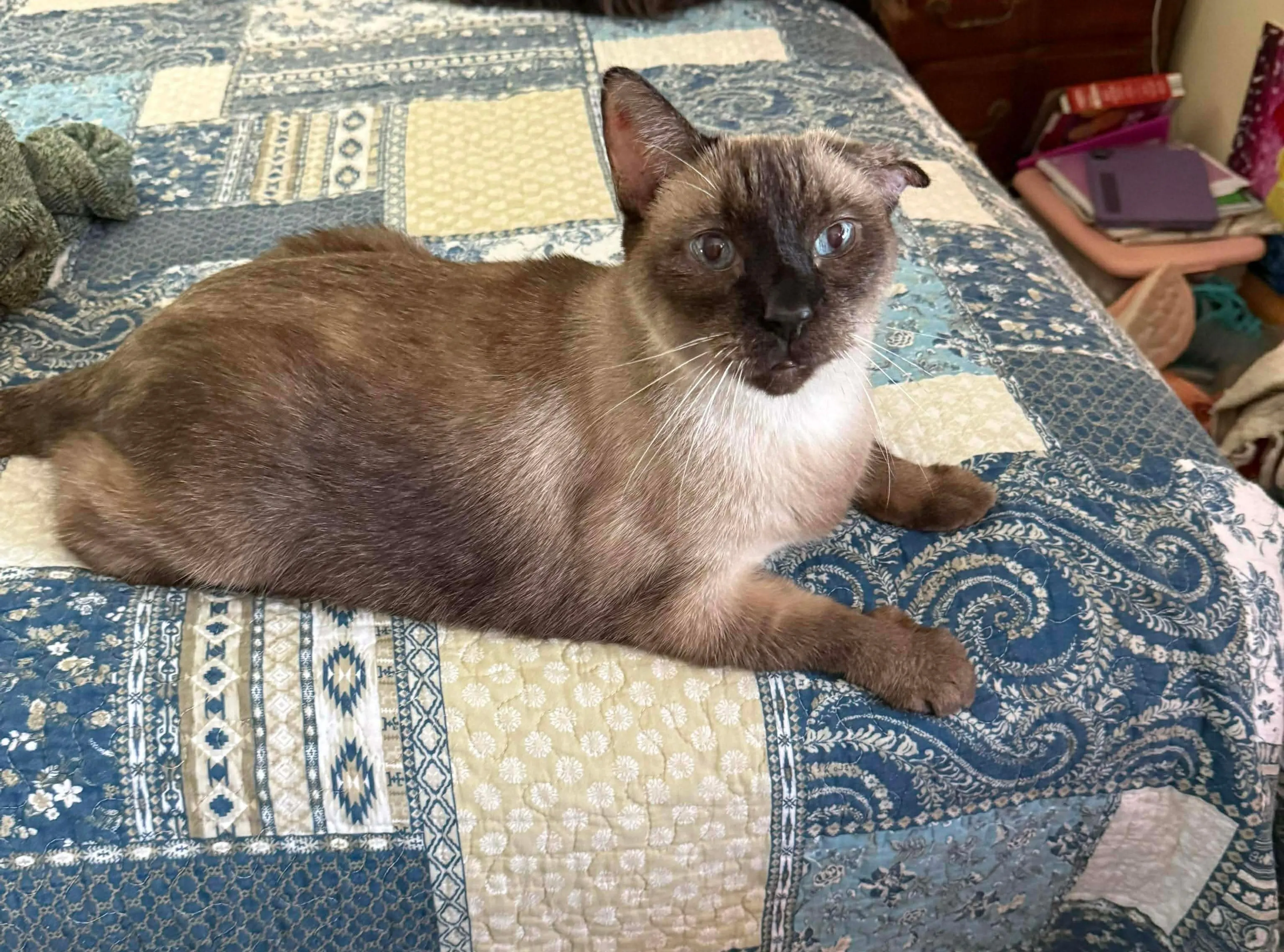 Found pet