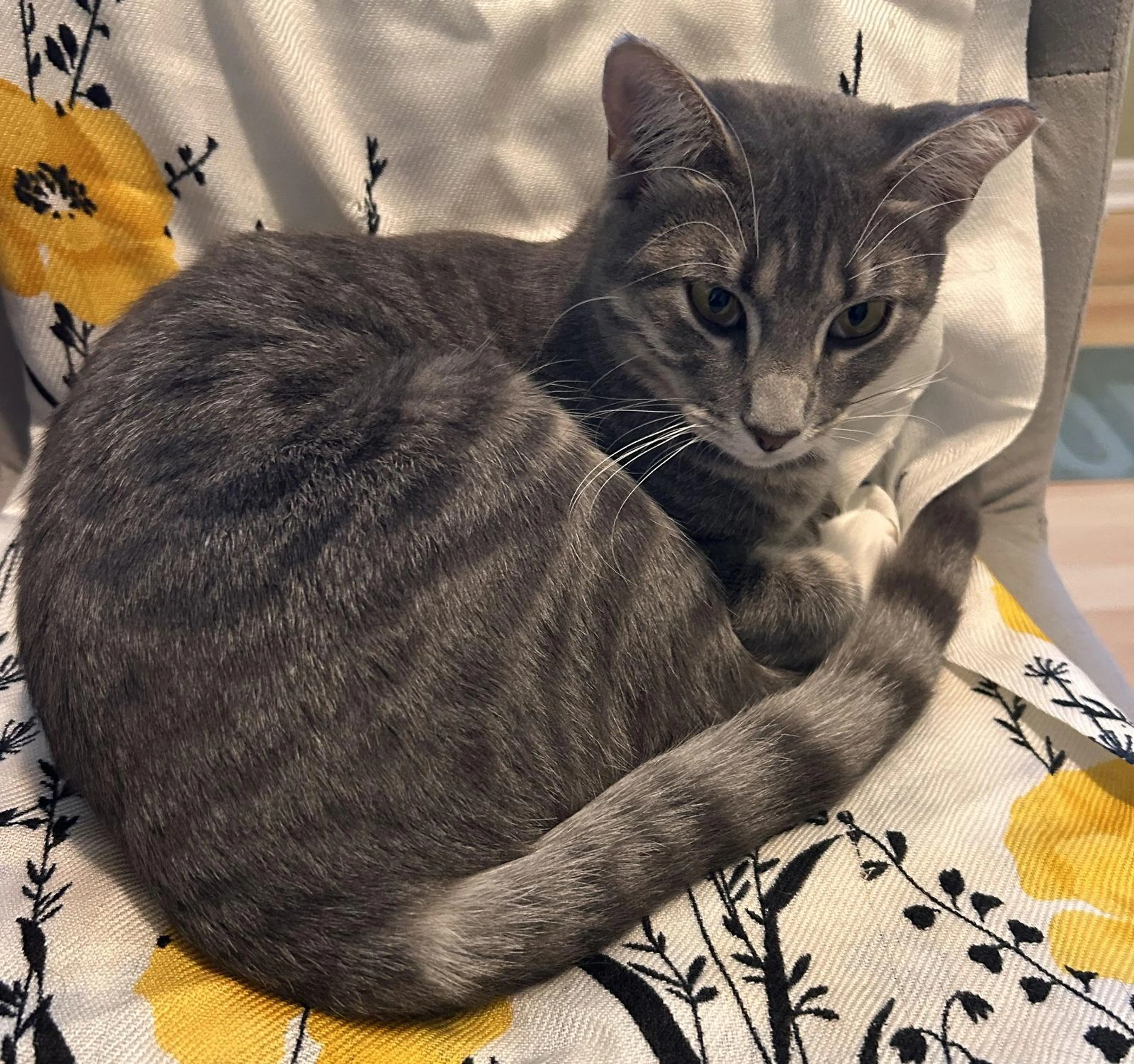 Found pet-1