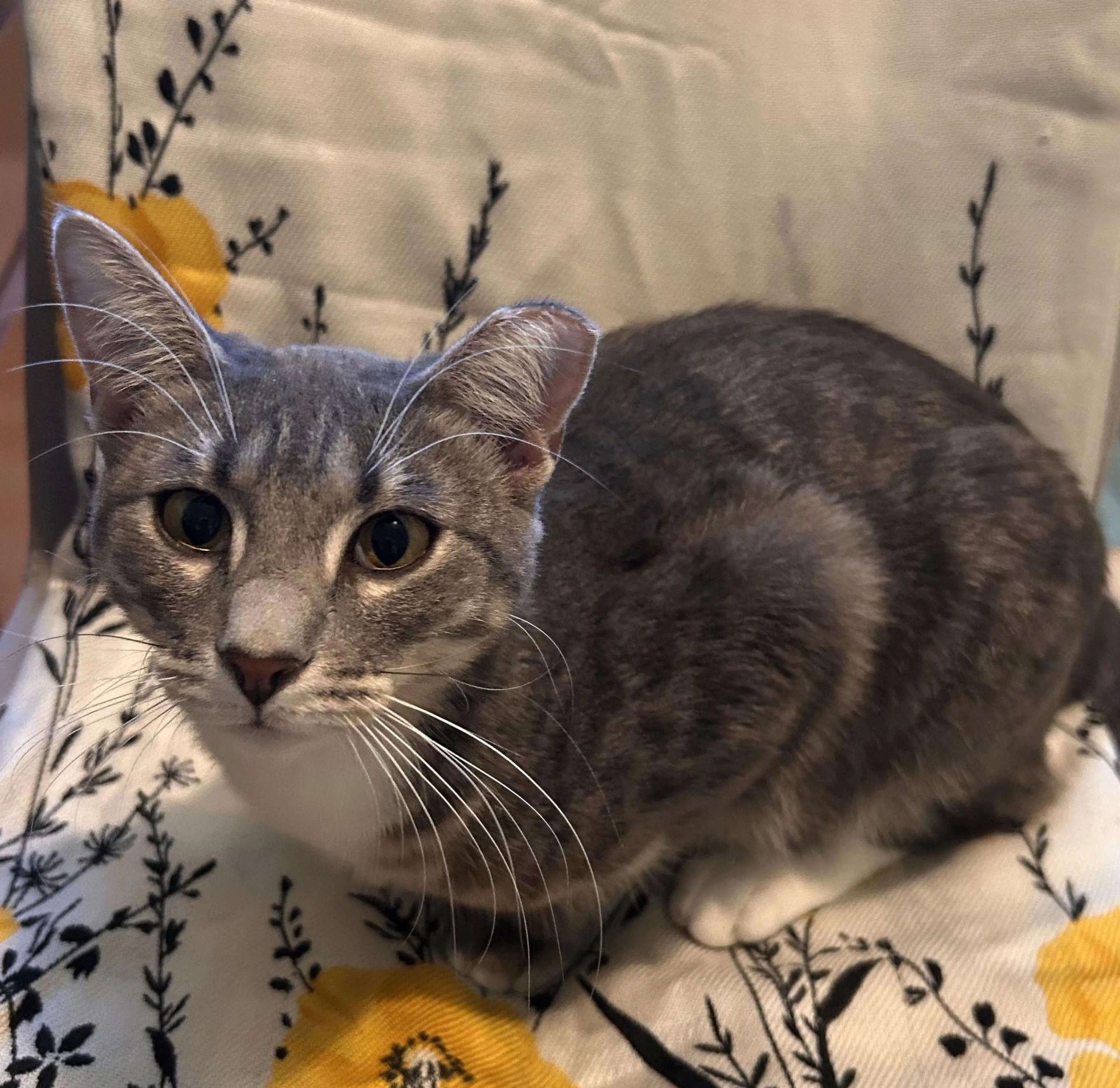 Found pet-0