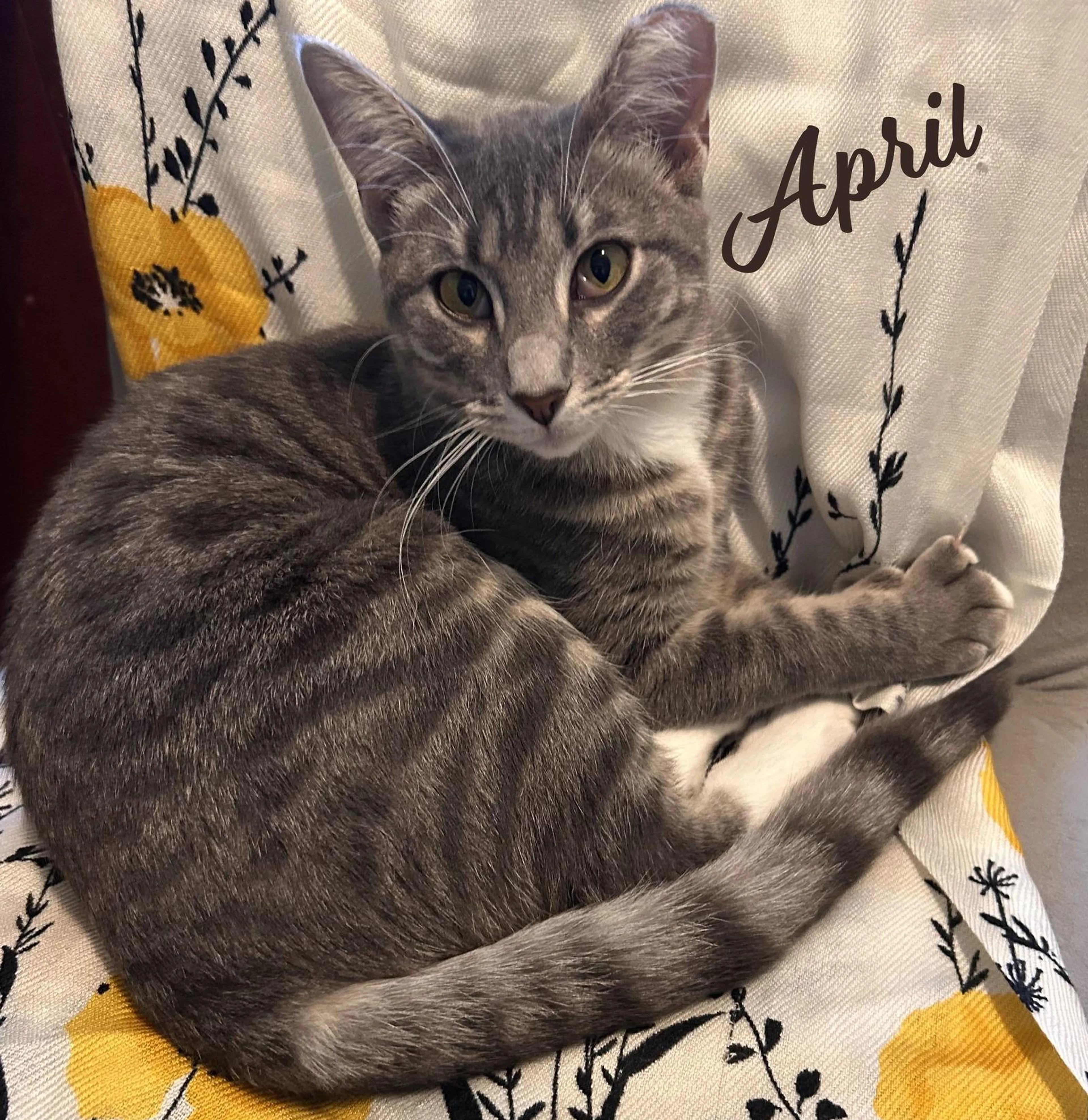 Found pet-2