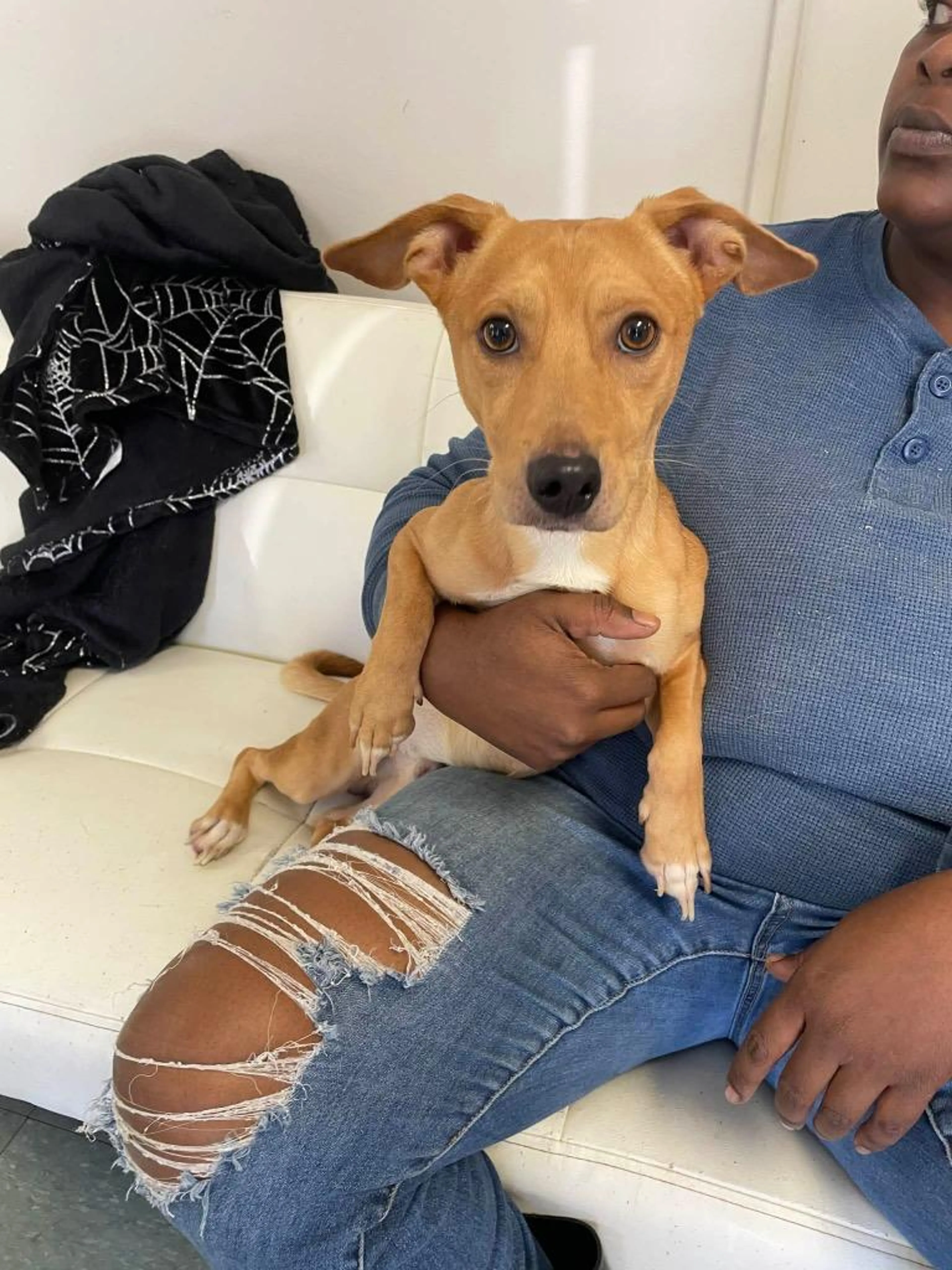 Found pet-2