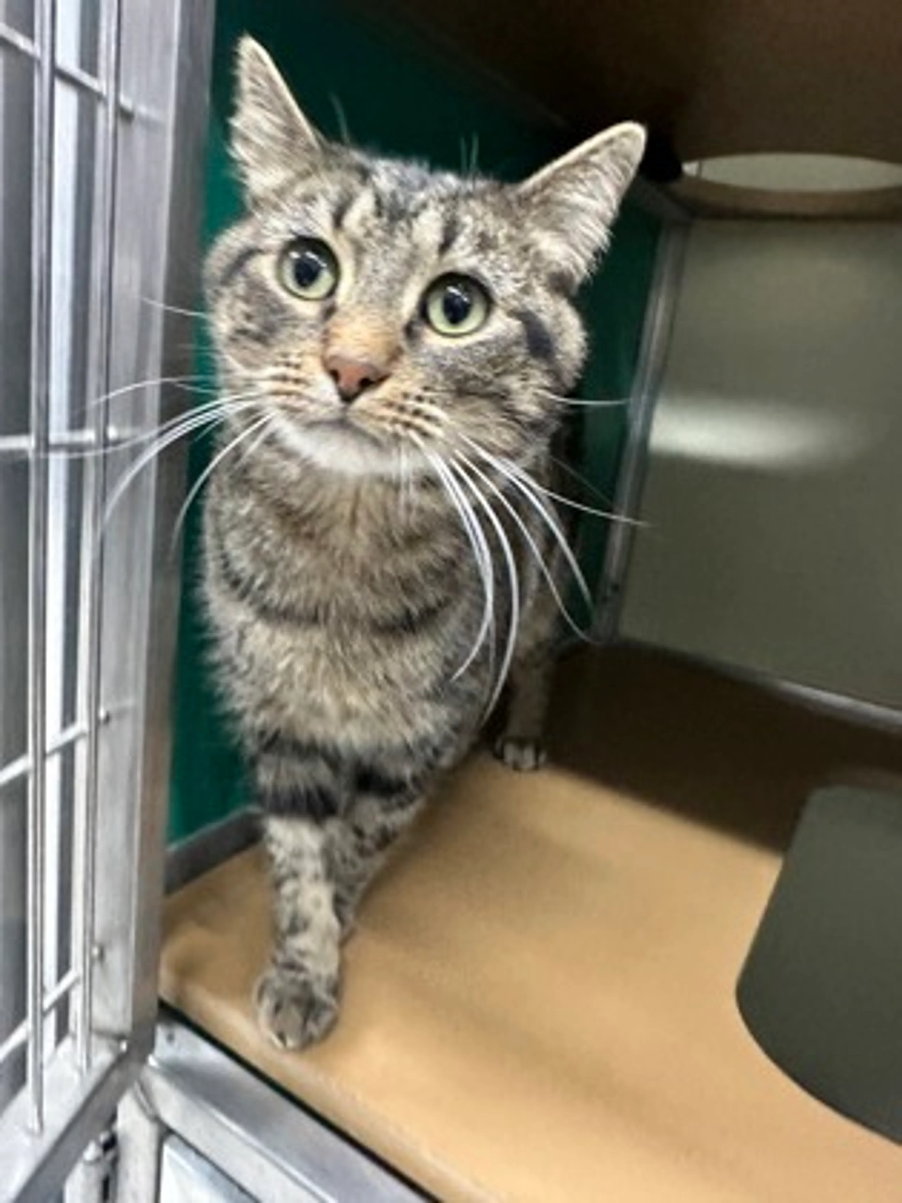 Found pet-1