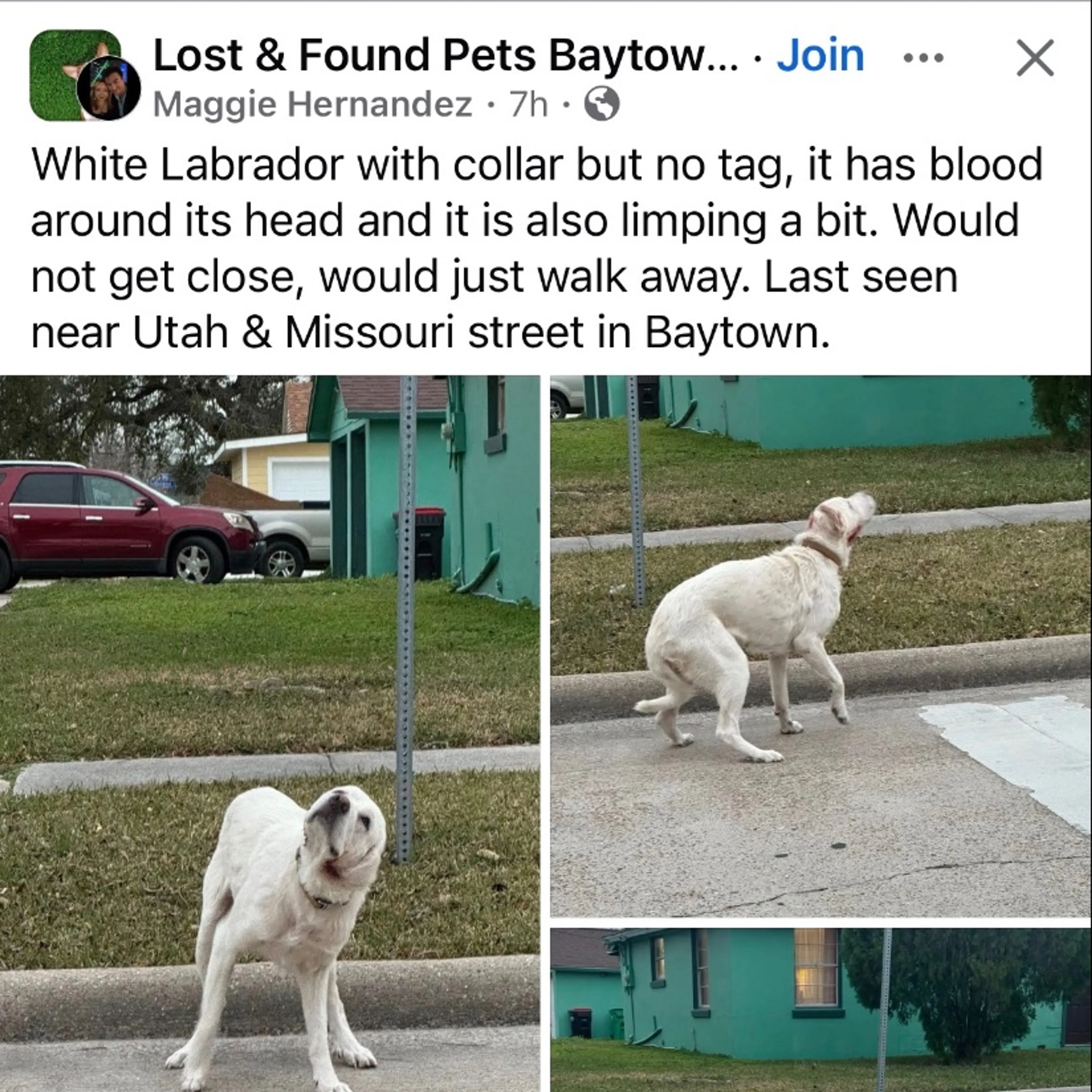 Lost pet-0
