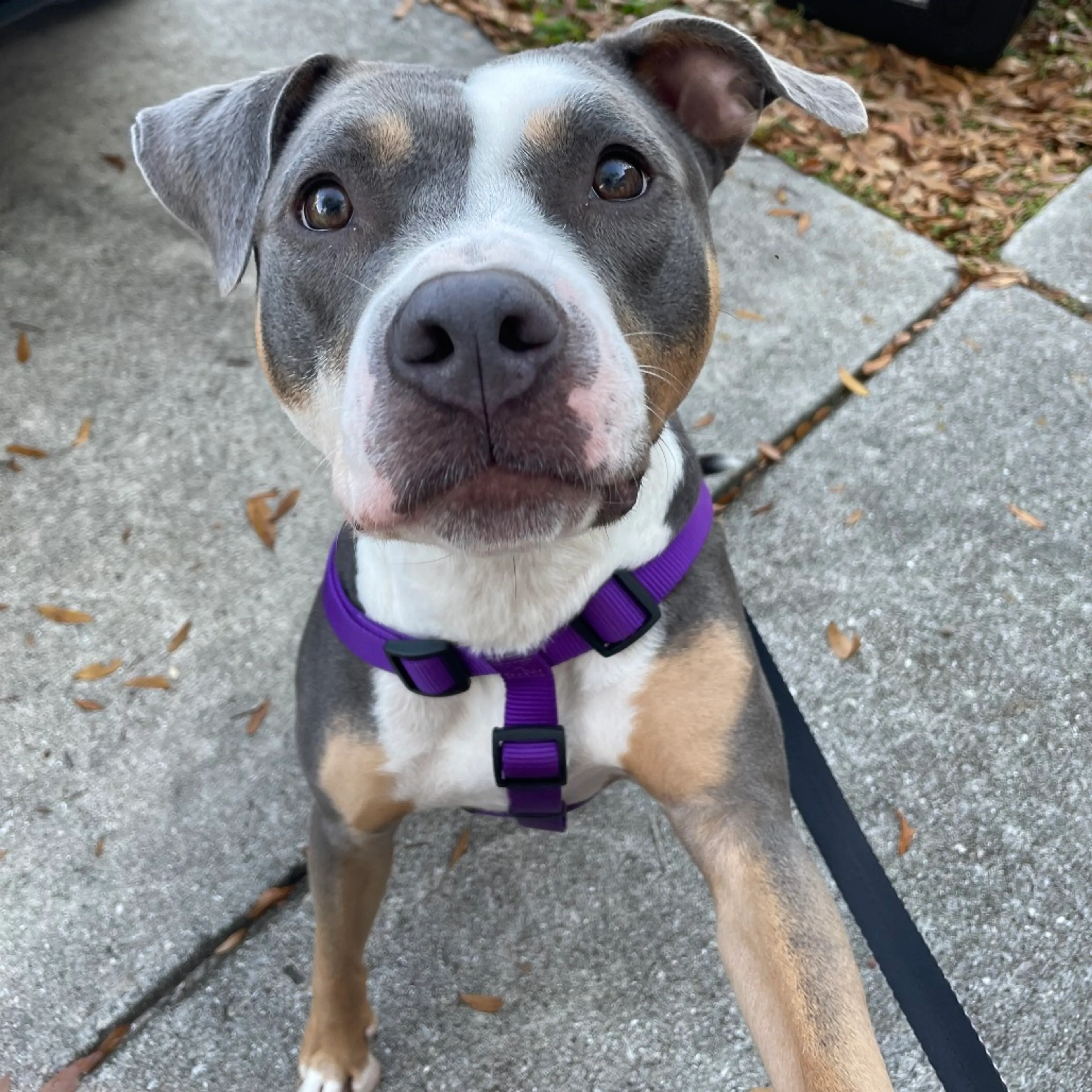 Found pet-8