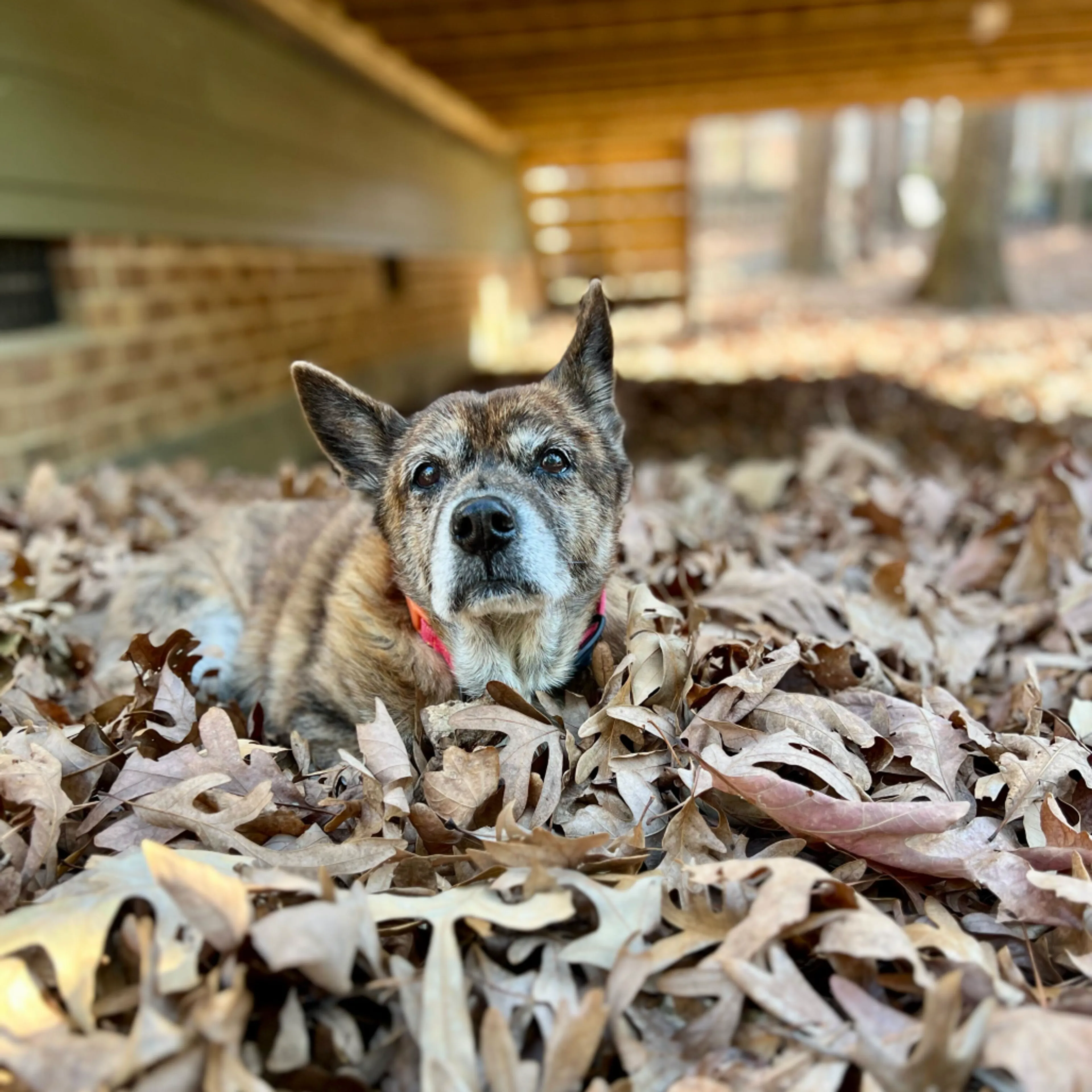 Found pet-12