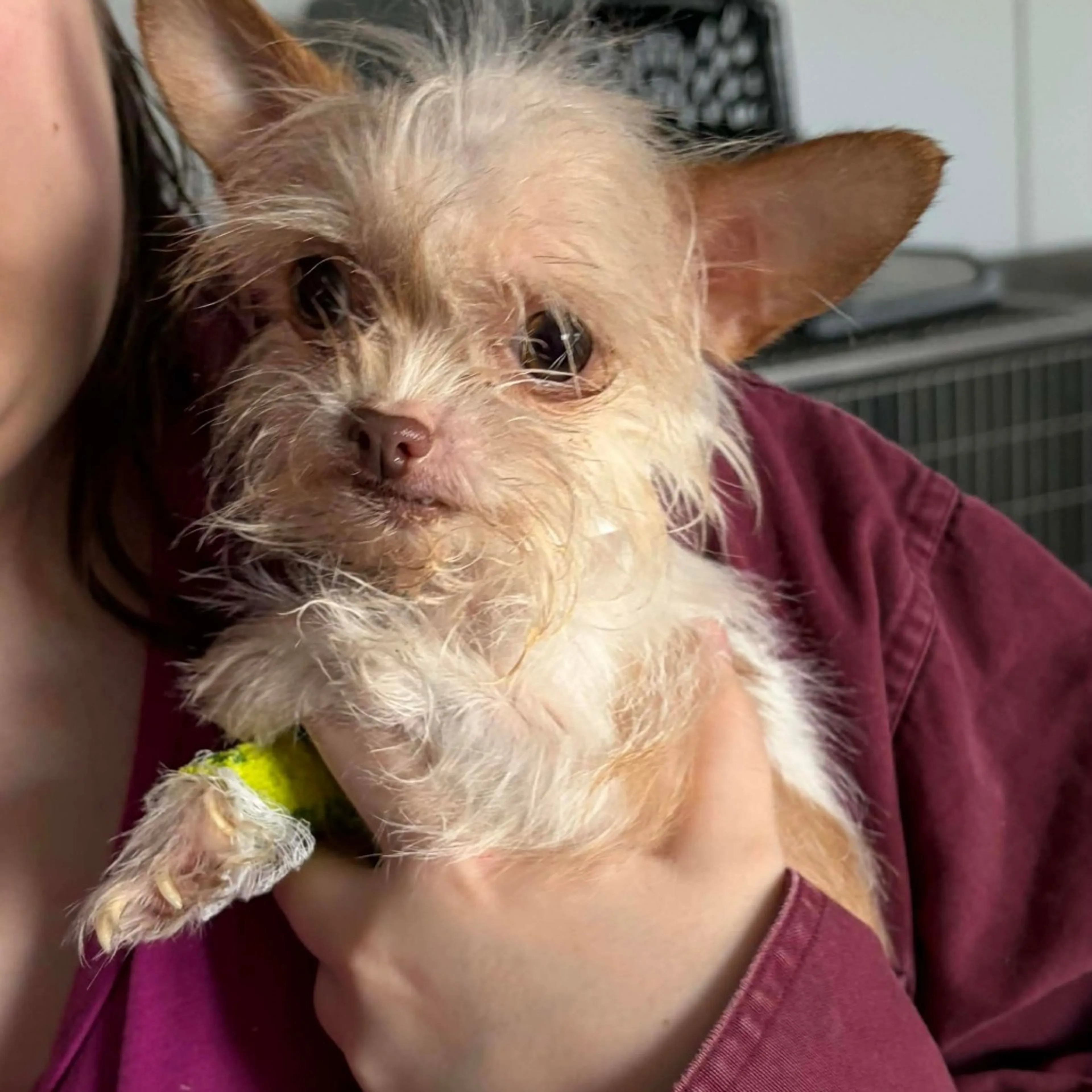 Found pet
