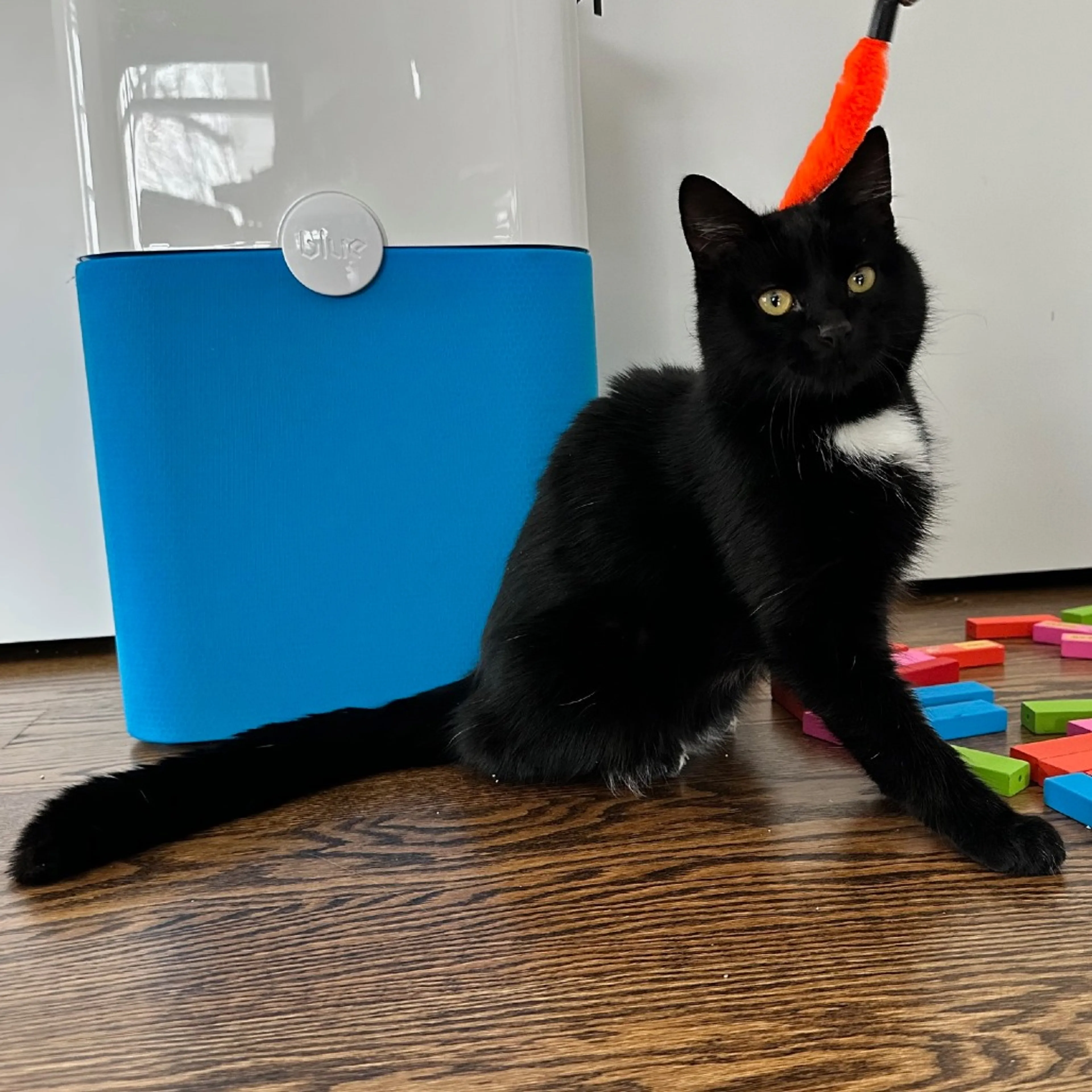 Found pet-0