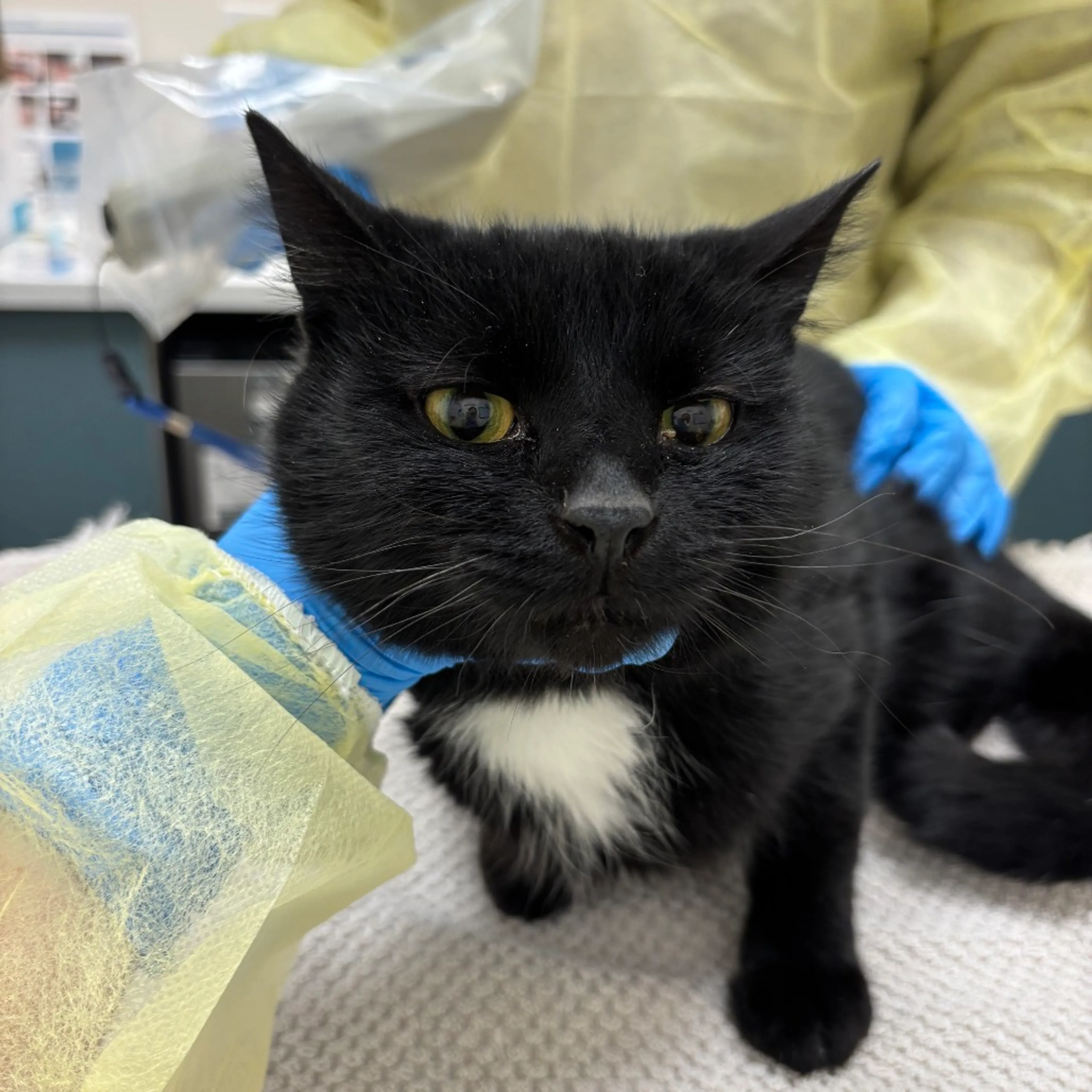 Found pet-1