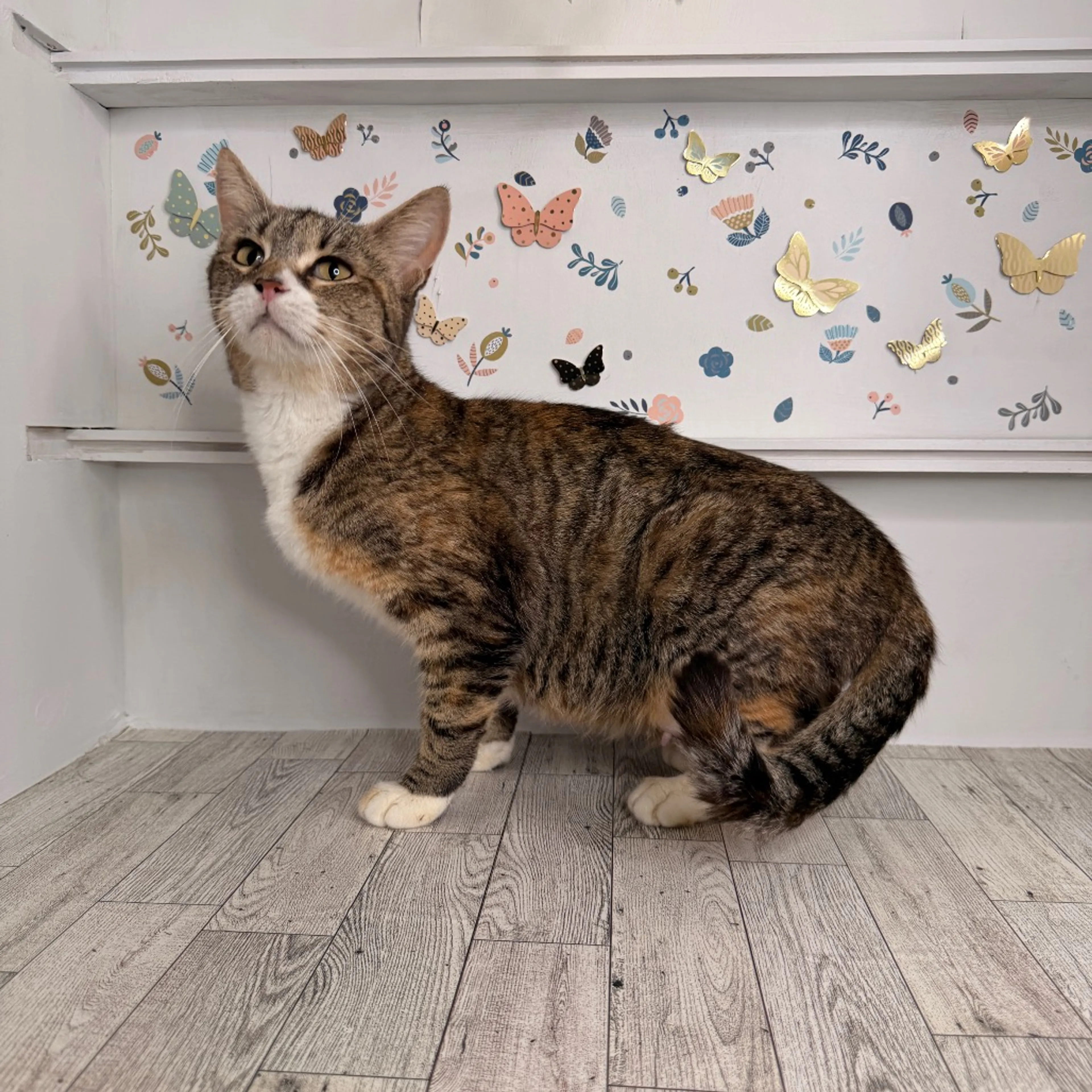 Found pet-0