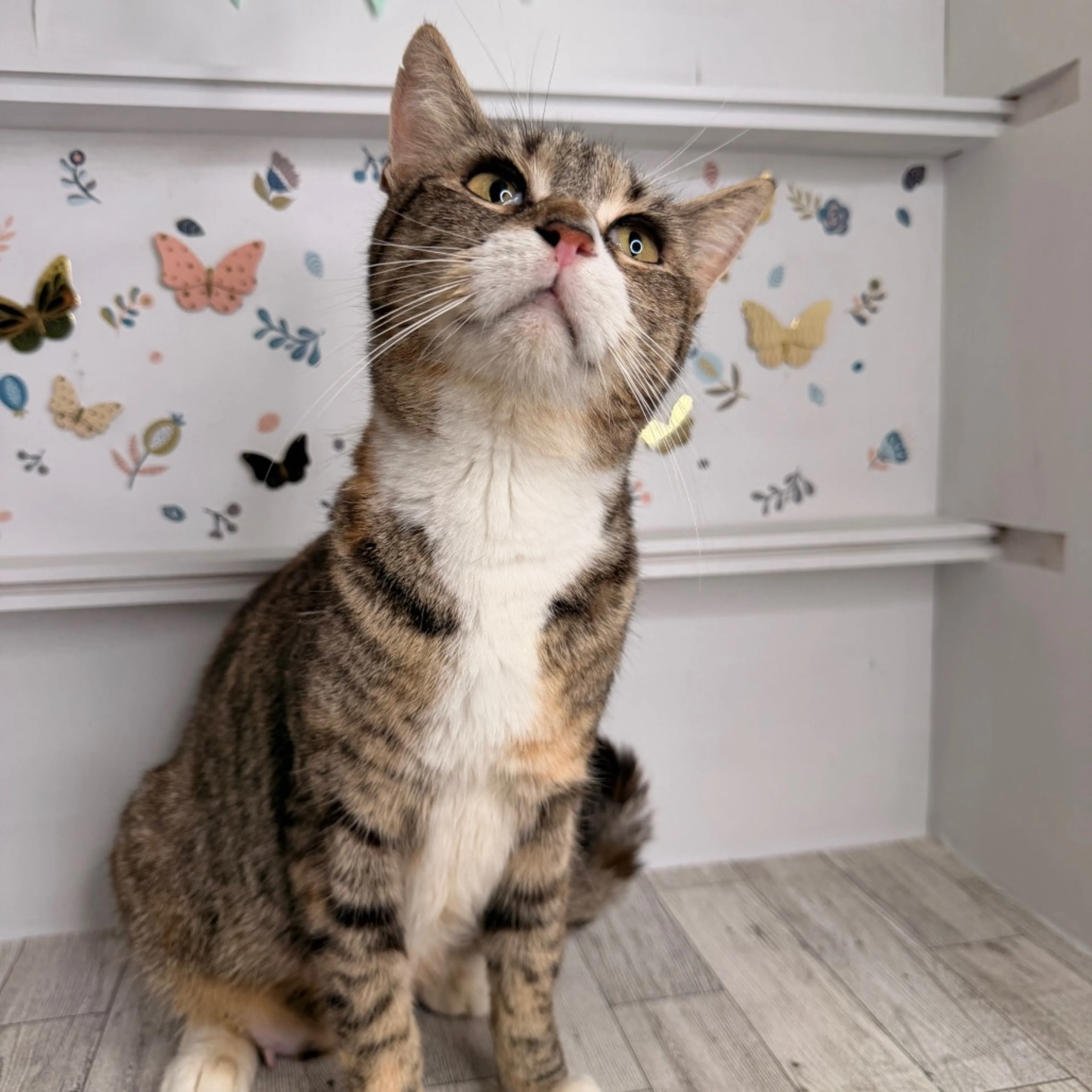 Found pet-2