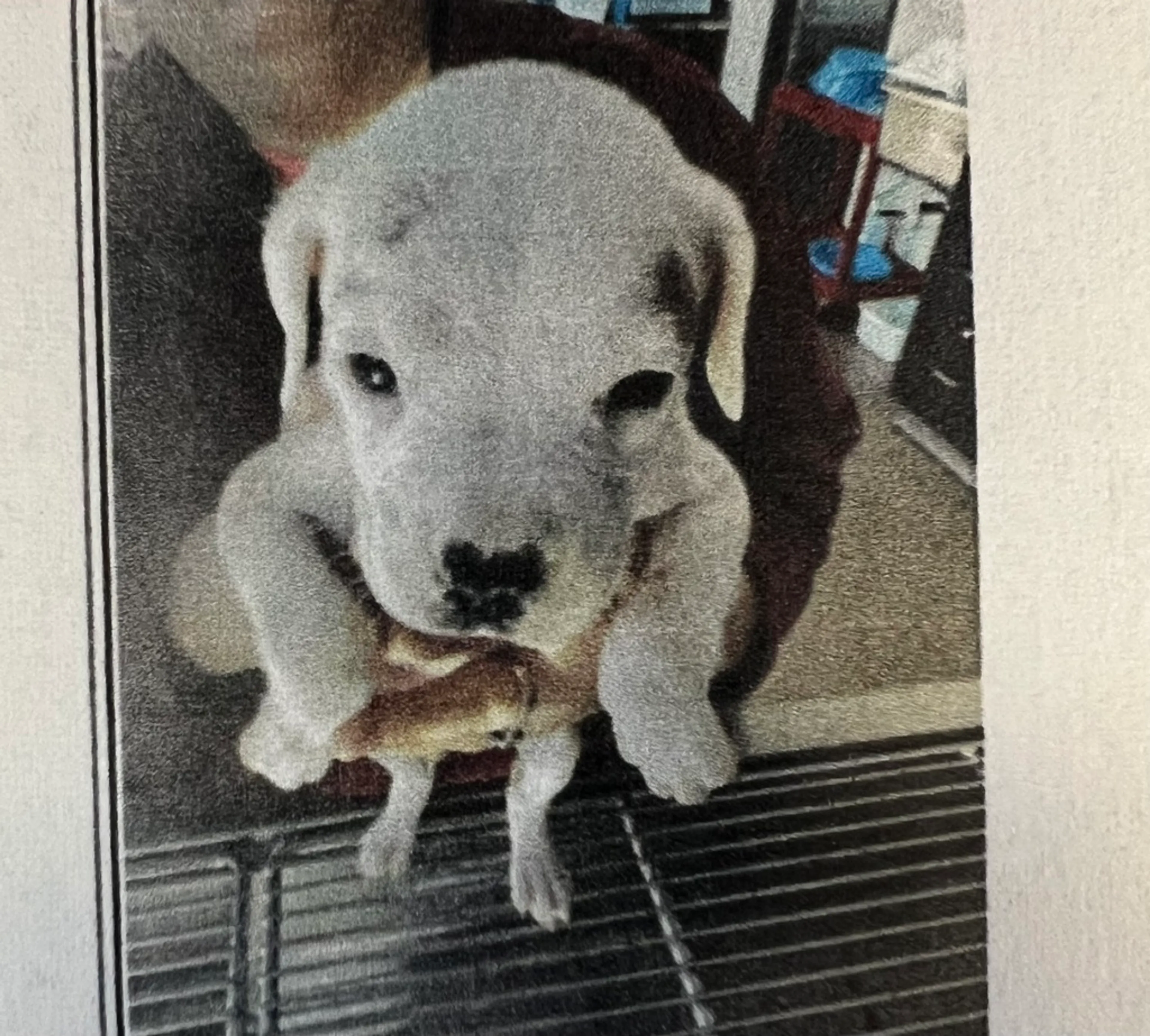 Found pet-1