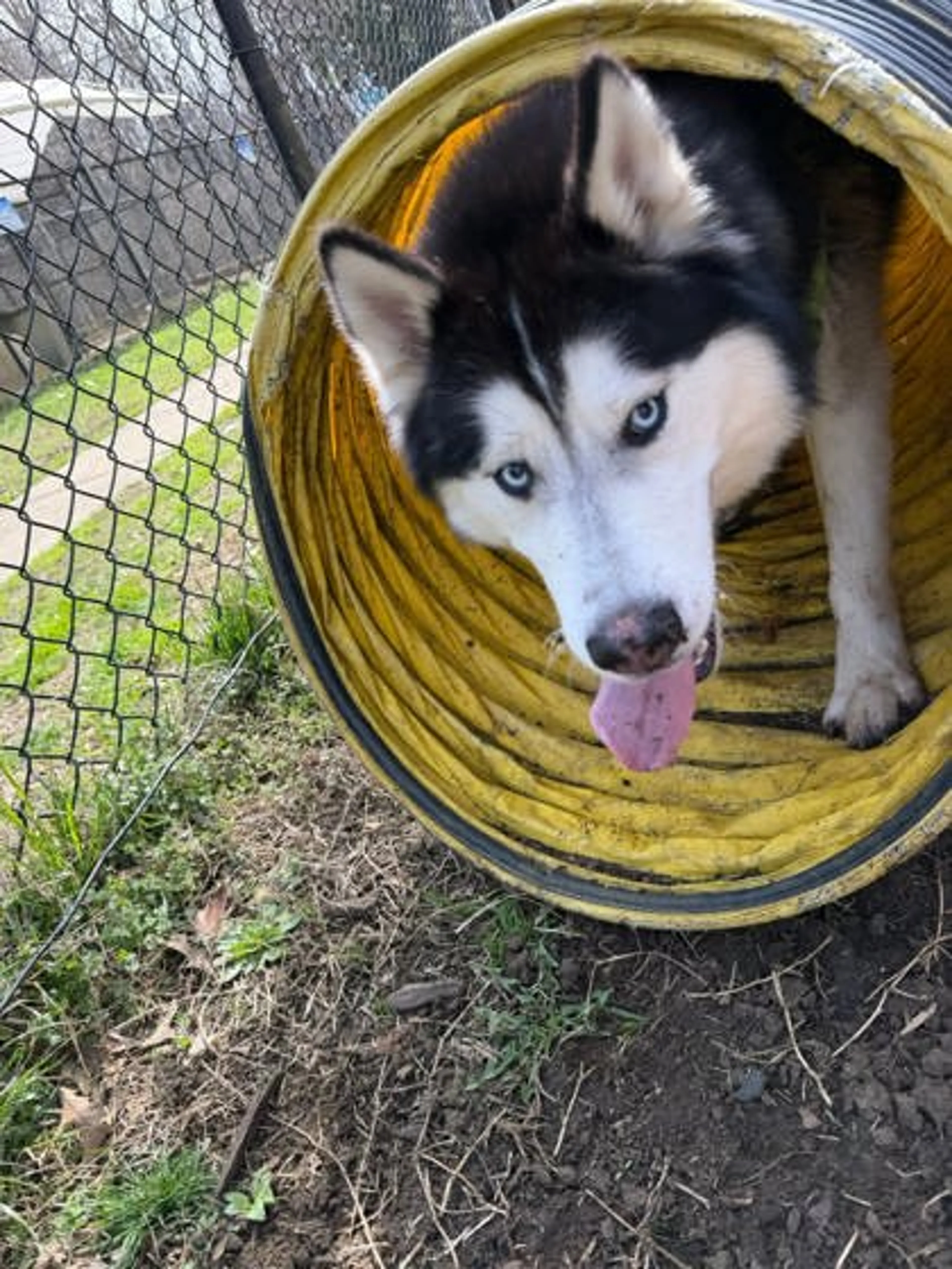 Found pet-2