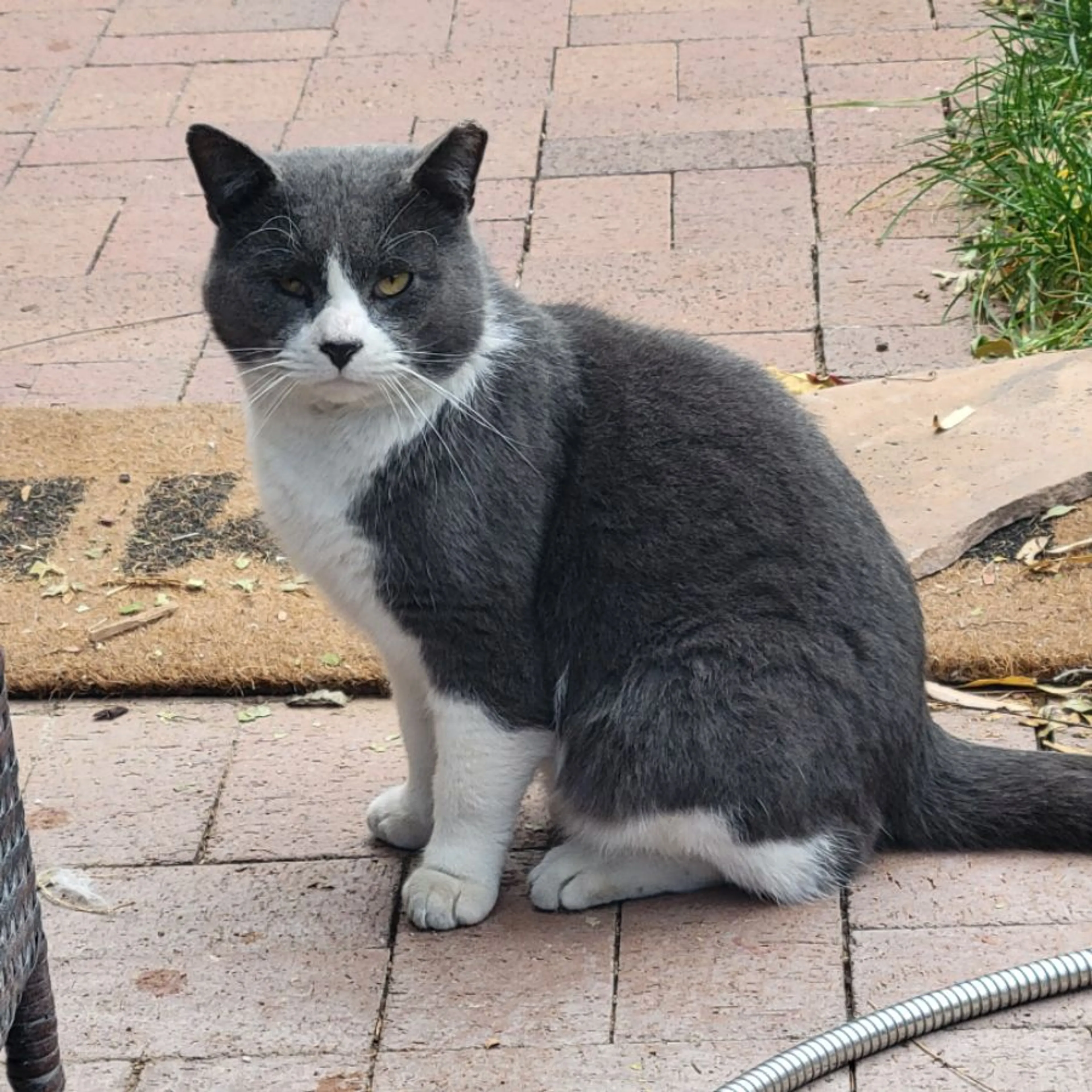 Lost pet-0