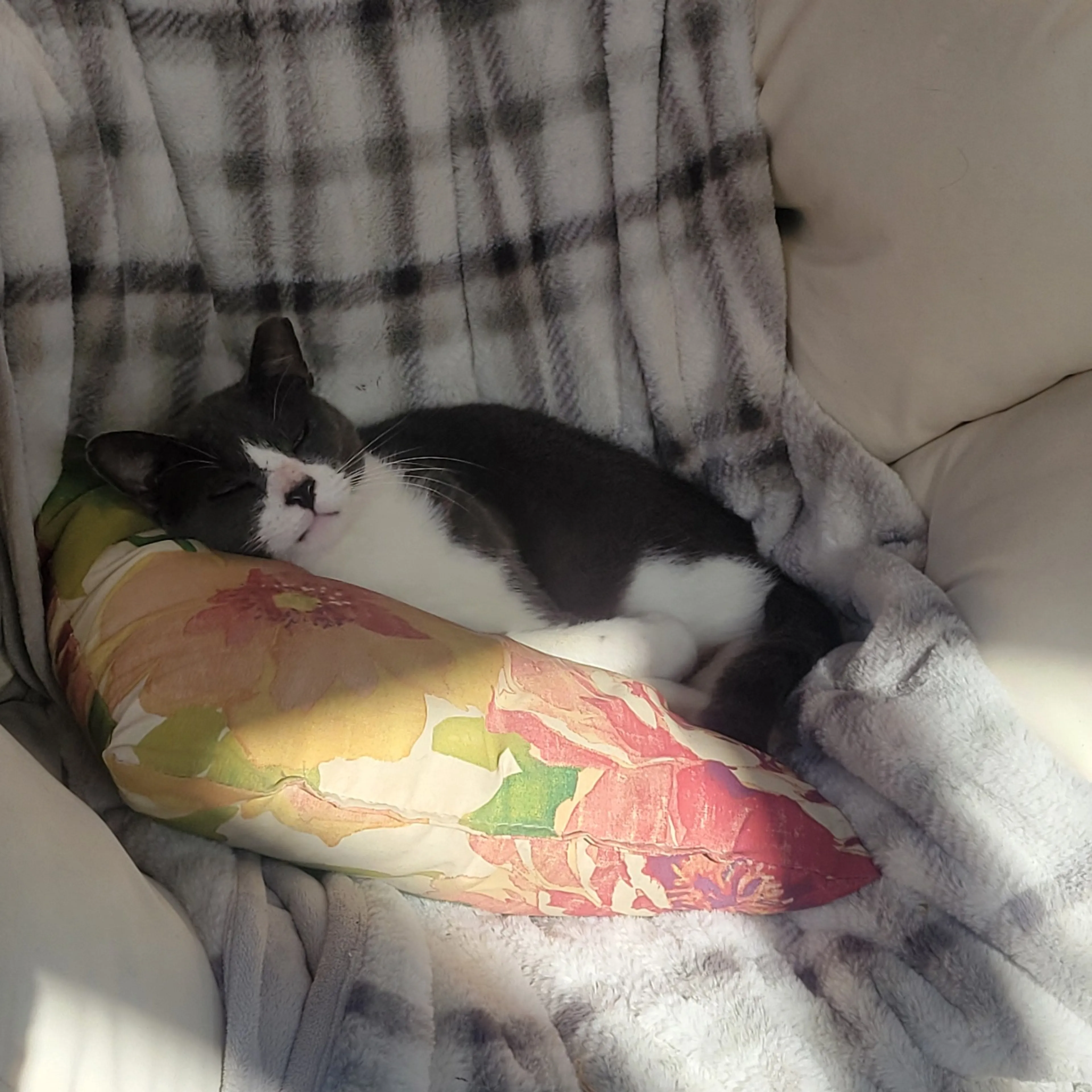 Lost pet-1