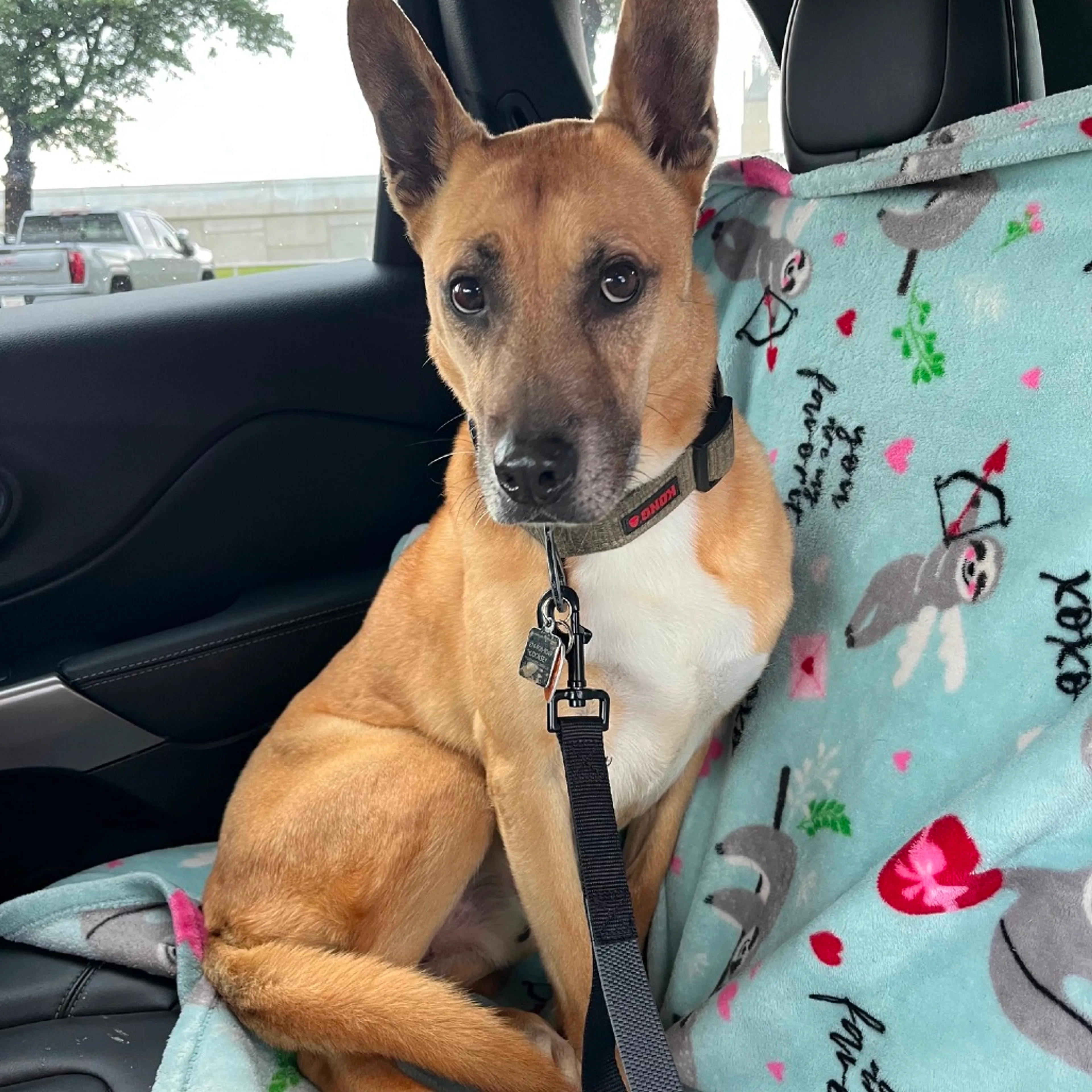 Found pet-24
