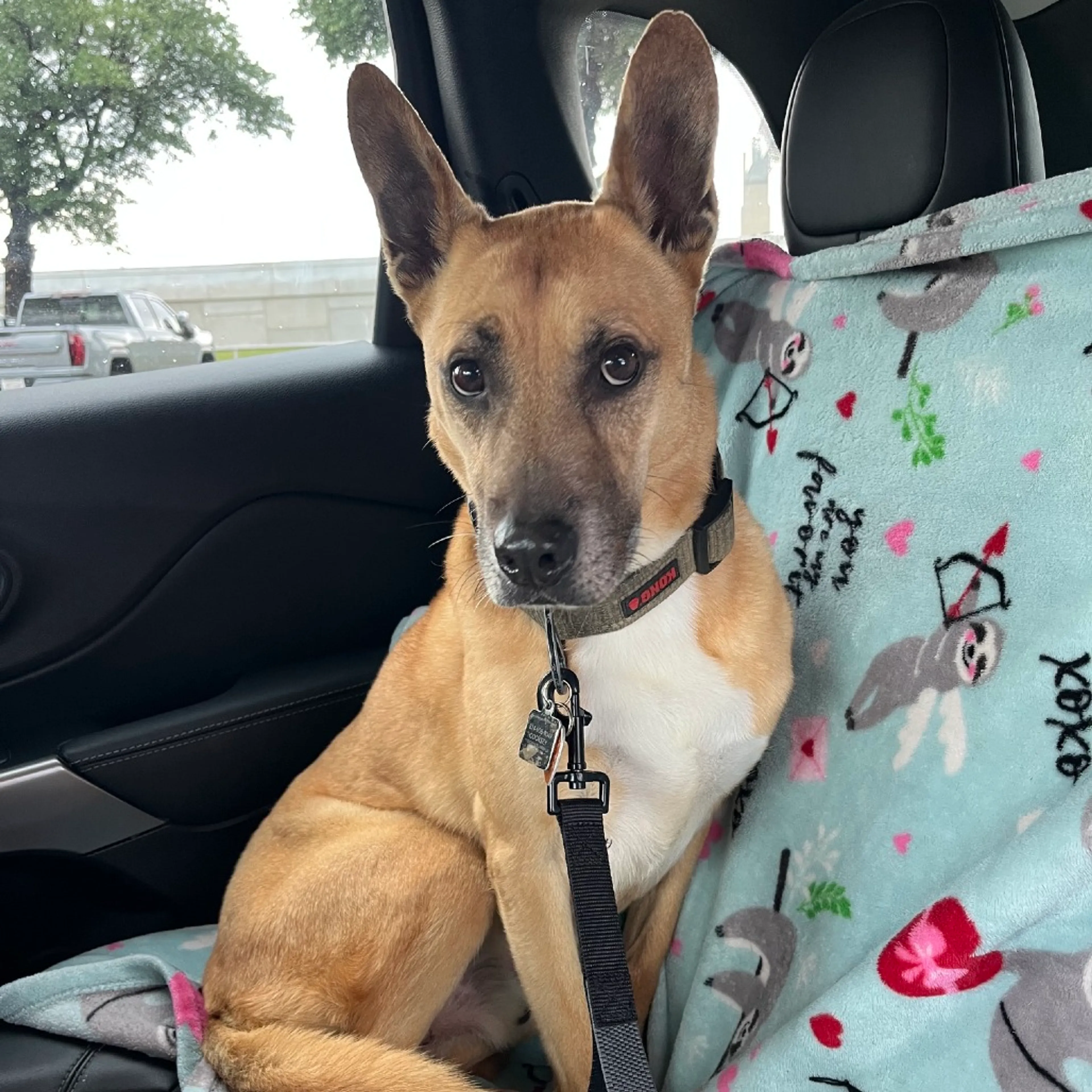 Found pet-26
