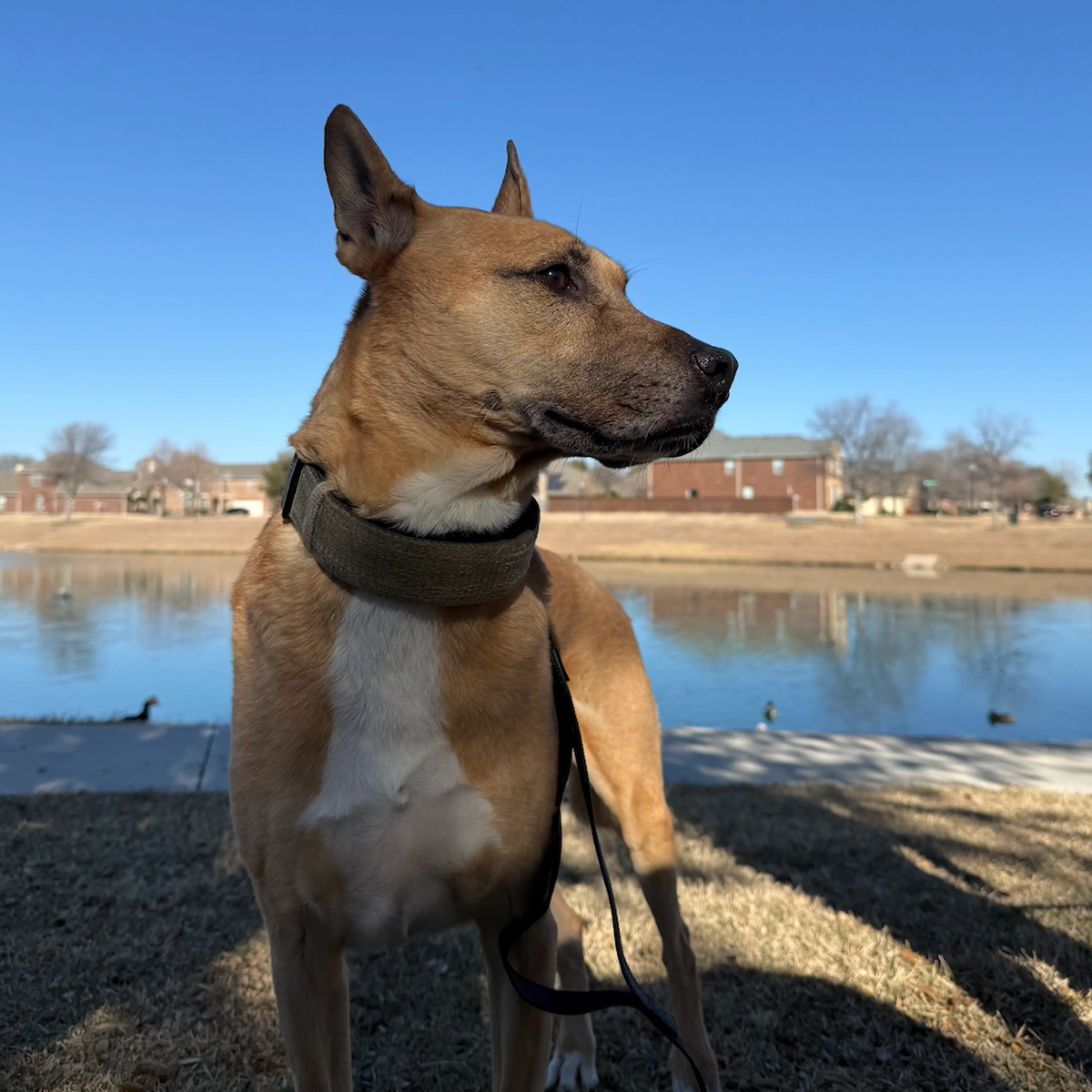 Found pet-26