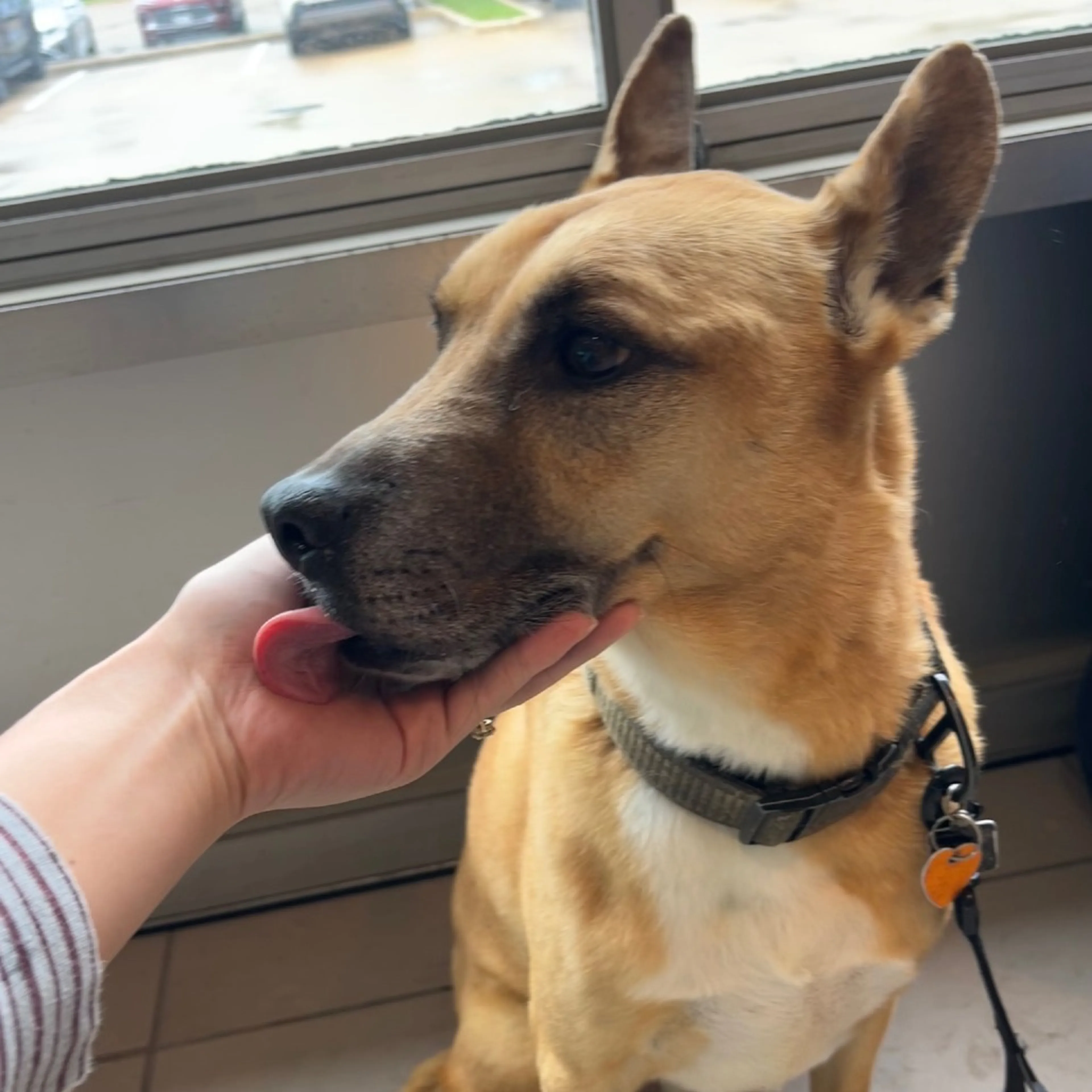 Found pet-17