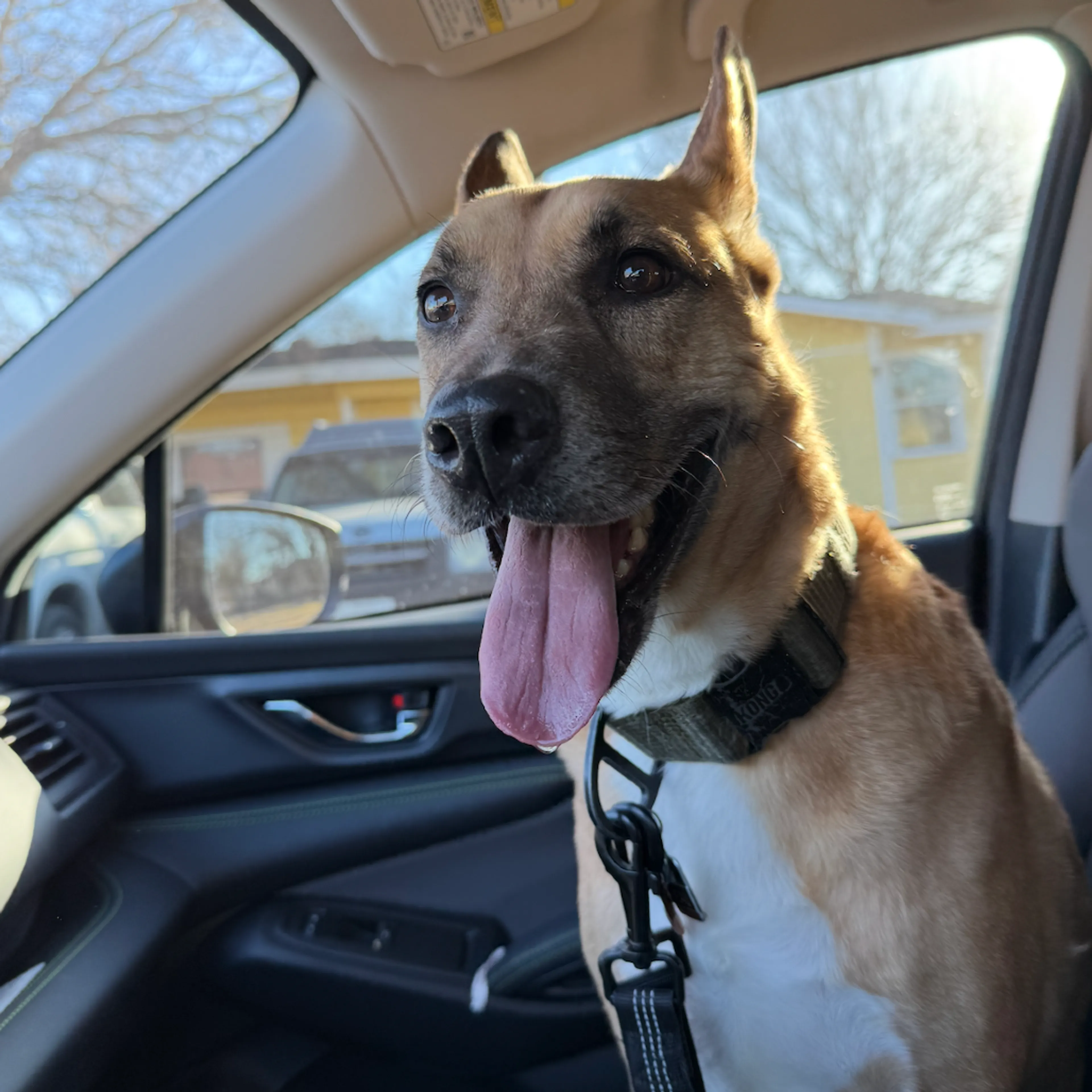 Found pet-21