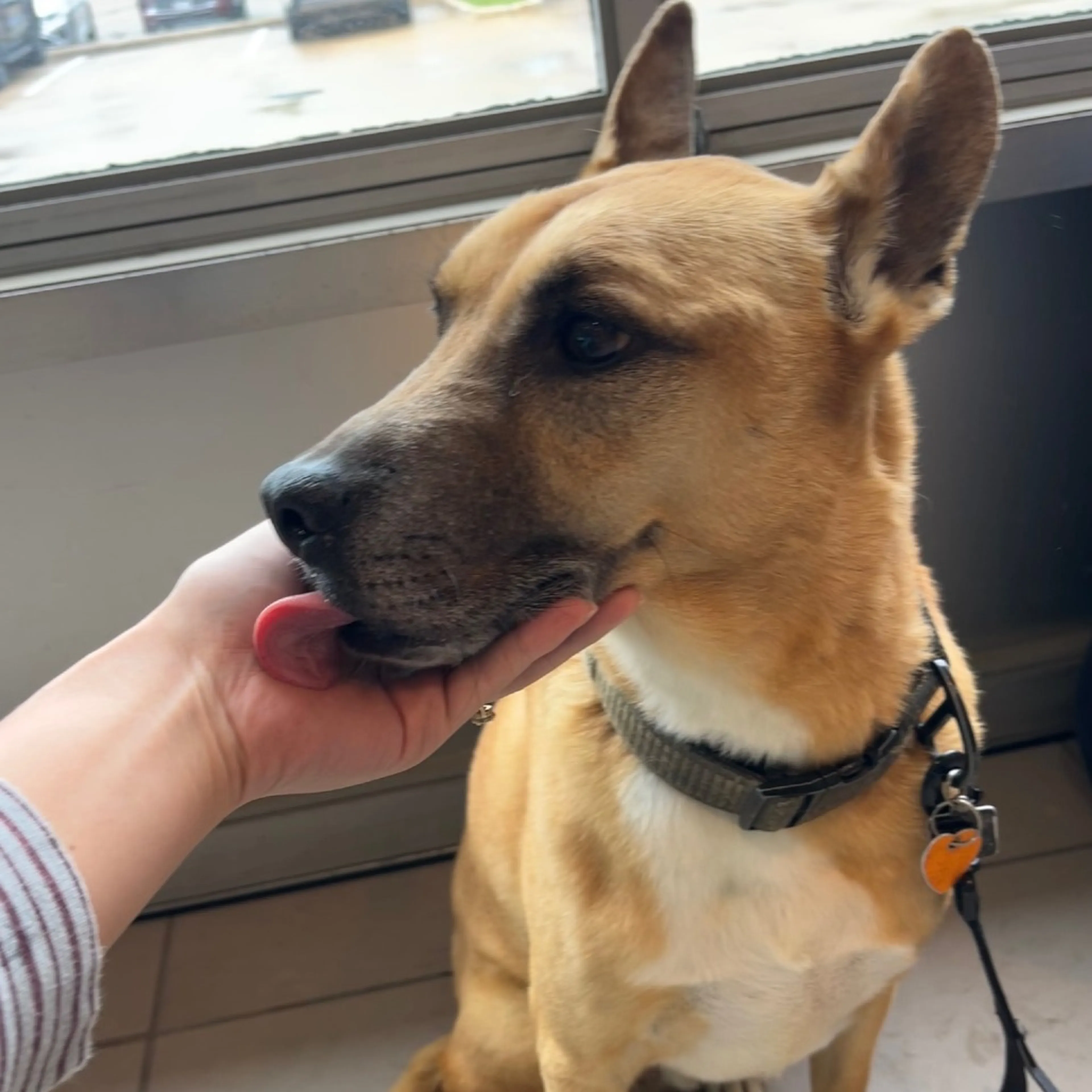 Found pet-25