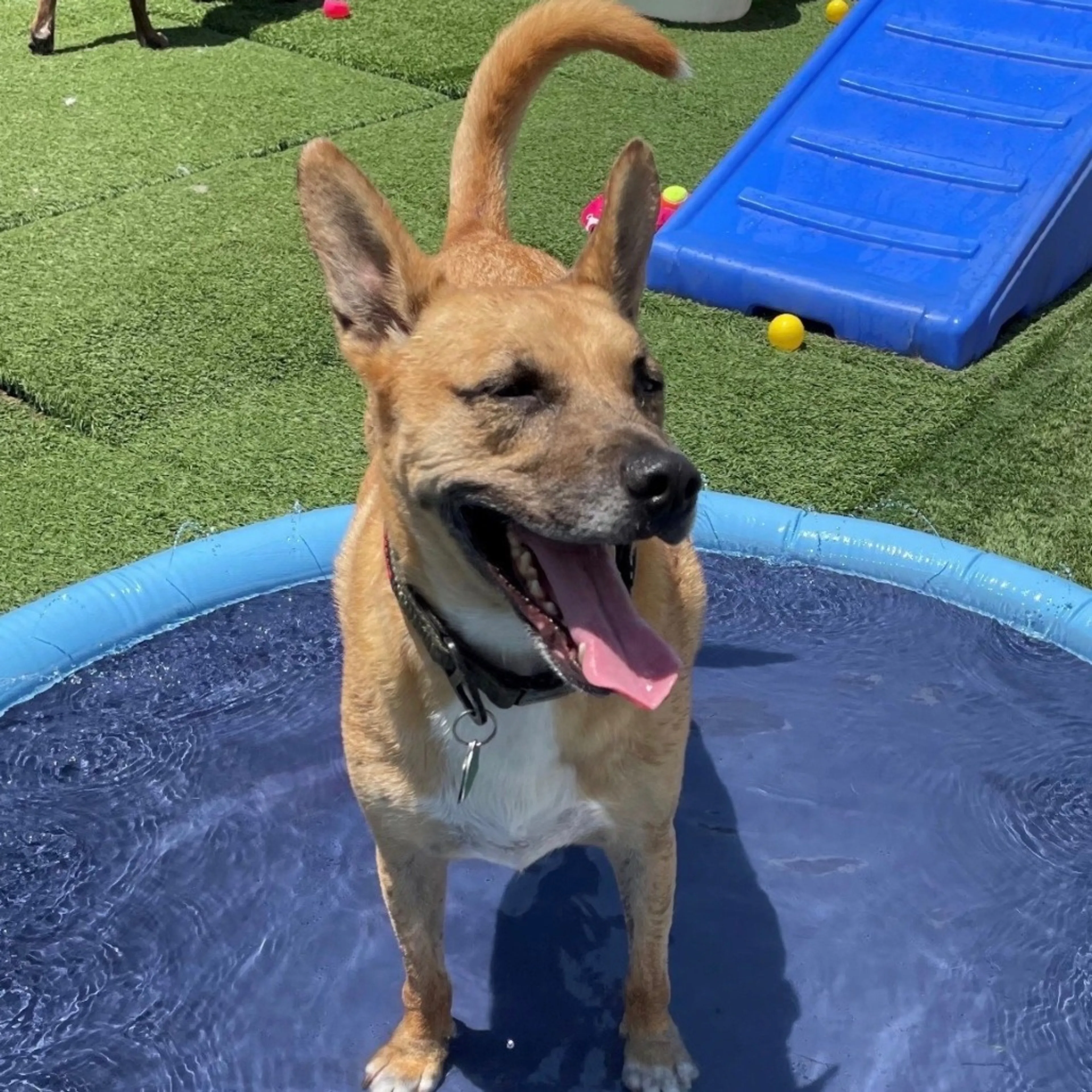 Found pet-24
