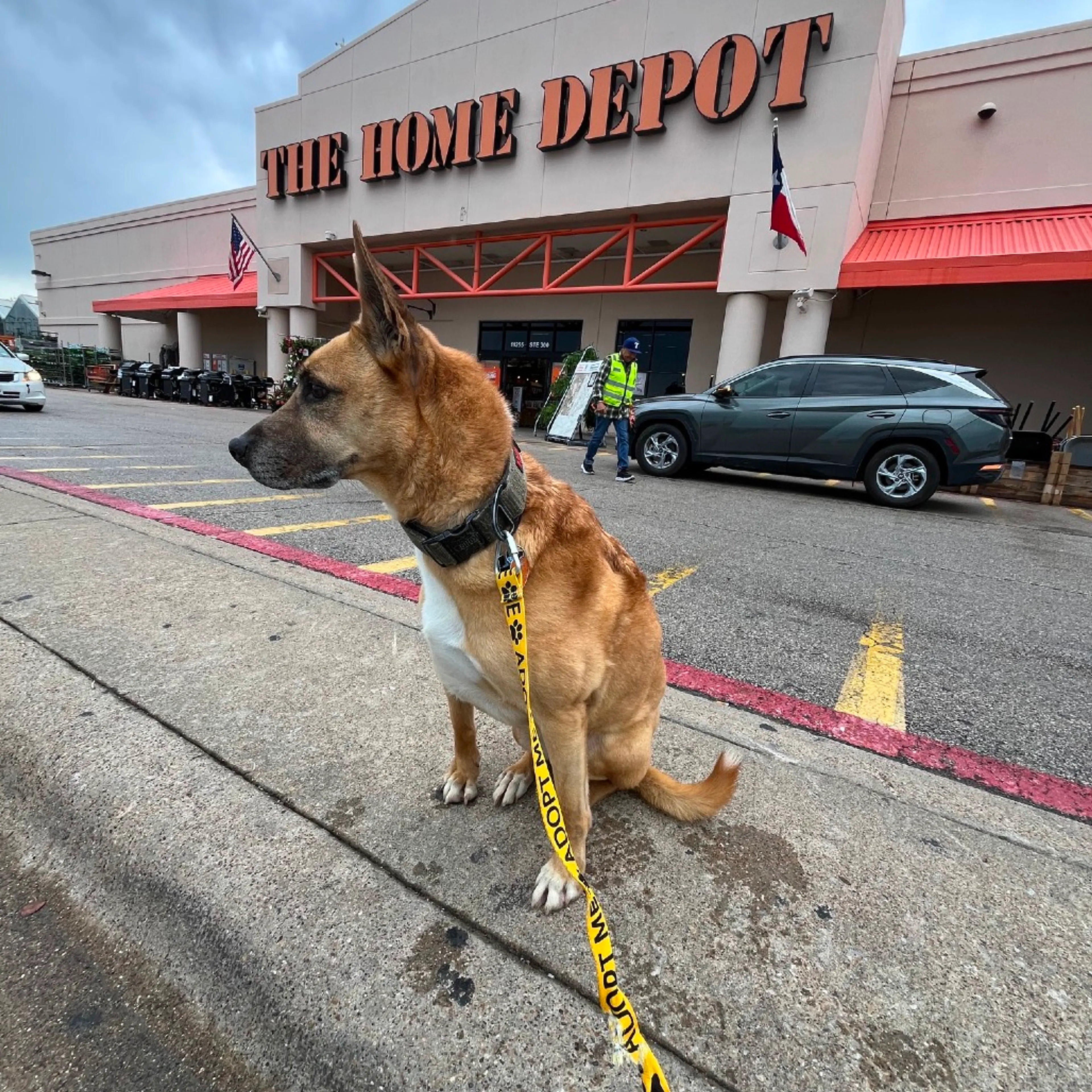 Found pet-23