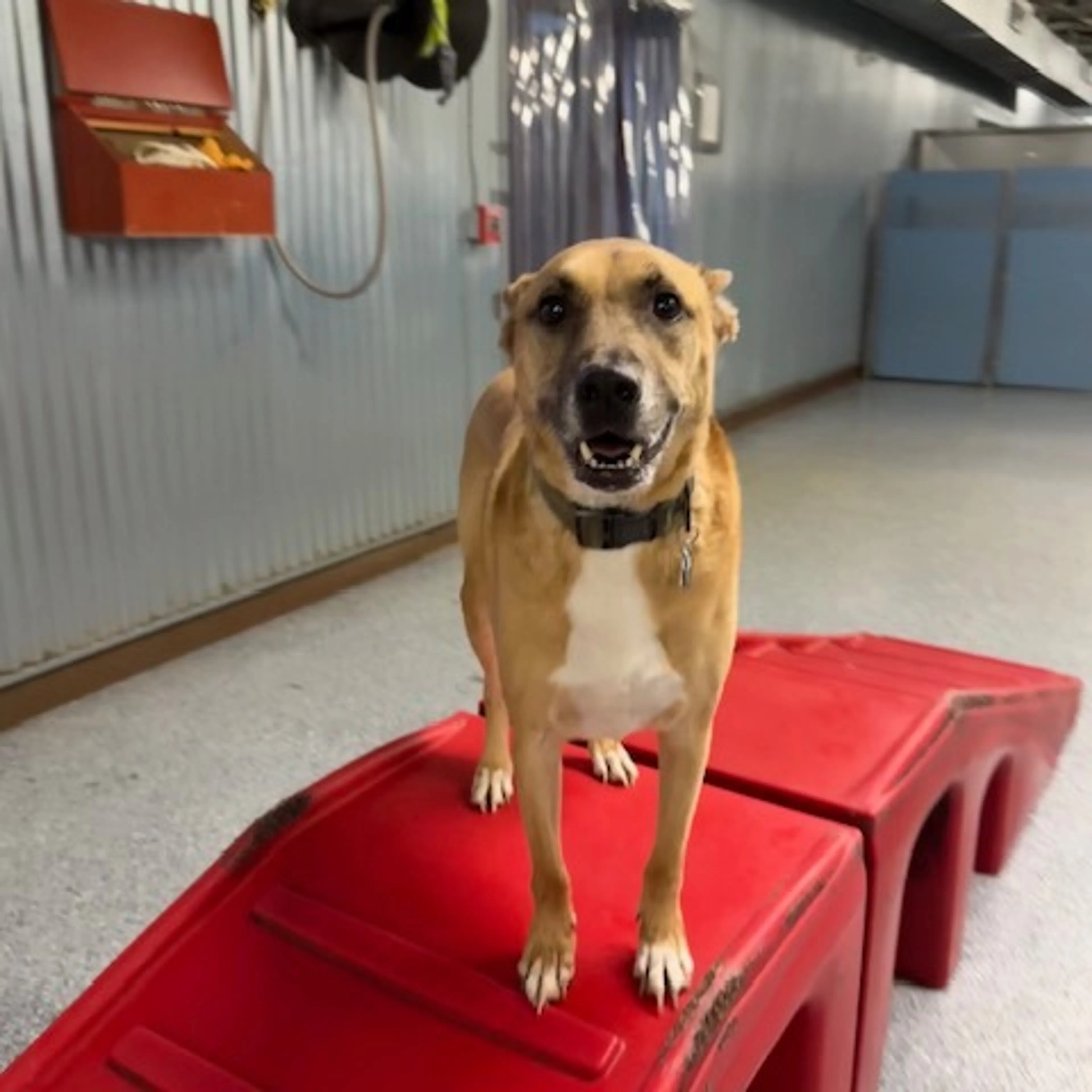 Found pet-29