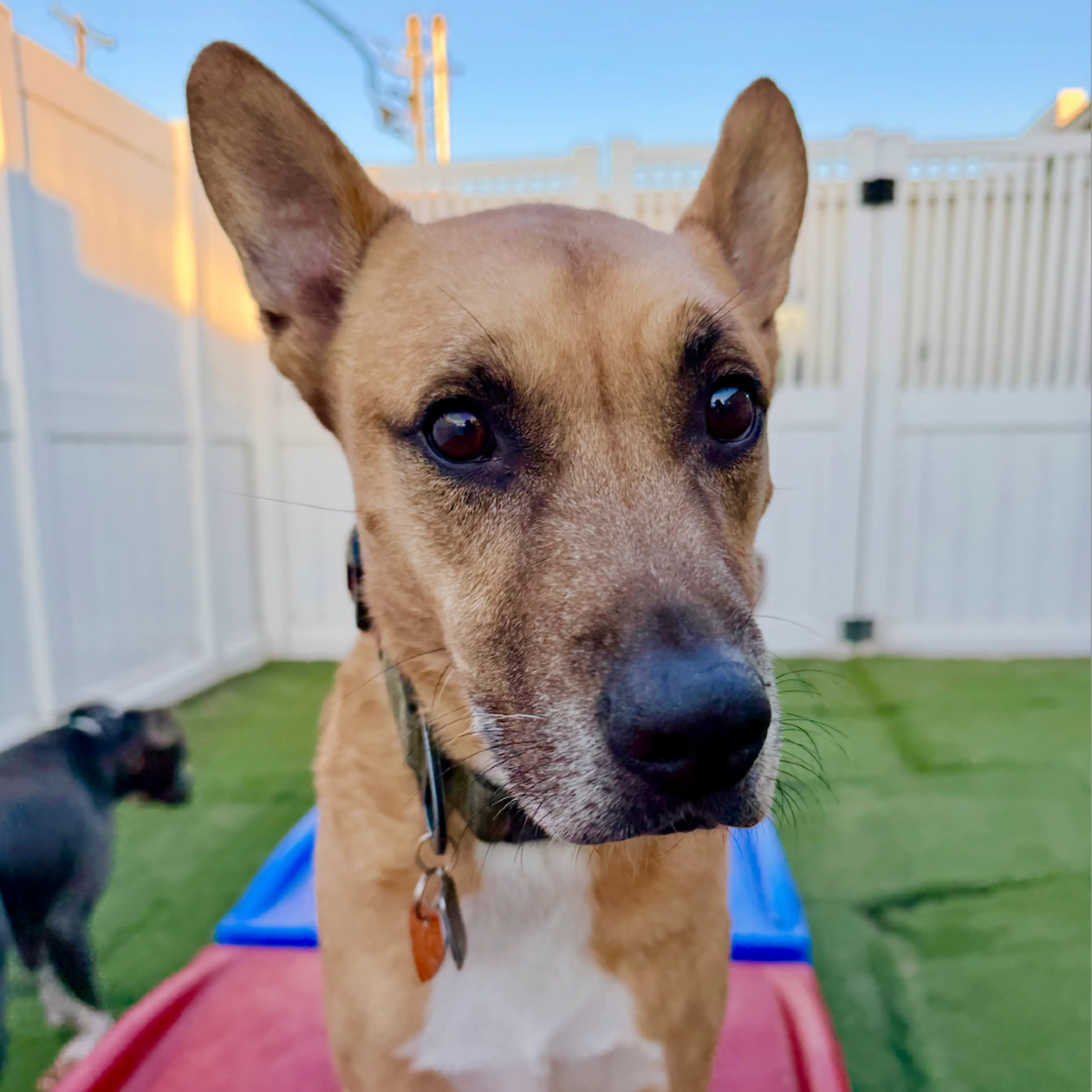 Found pet-19
