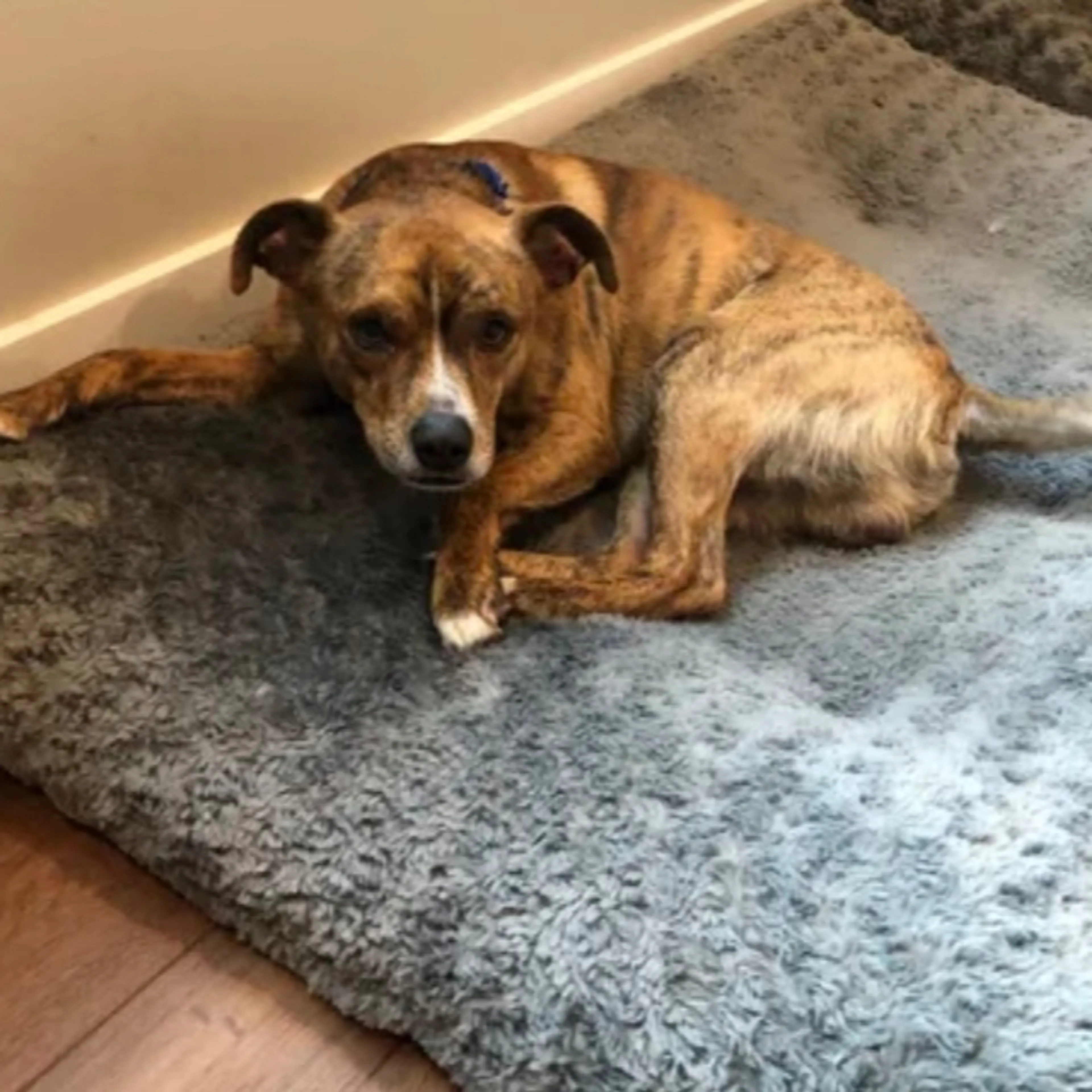 Lost pet-1