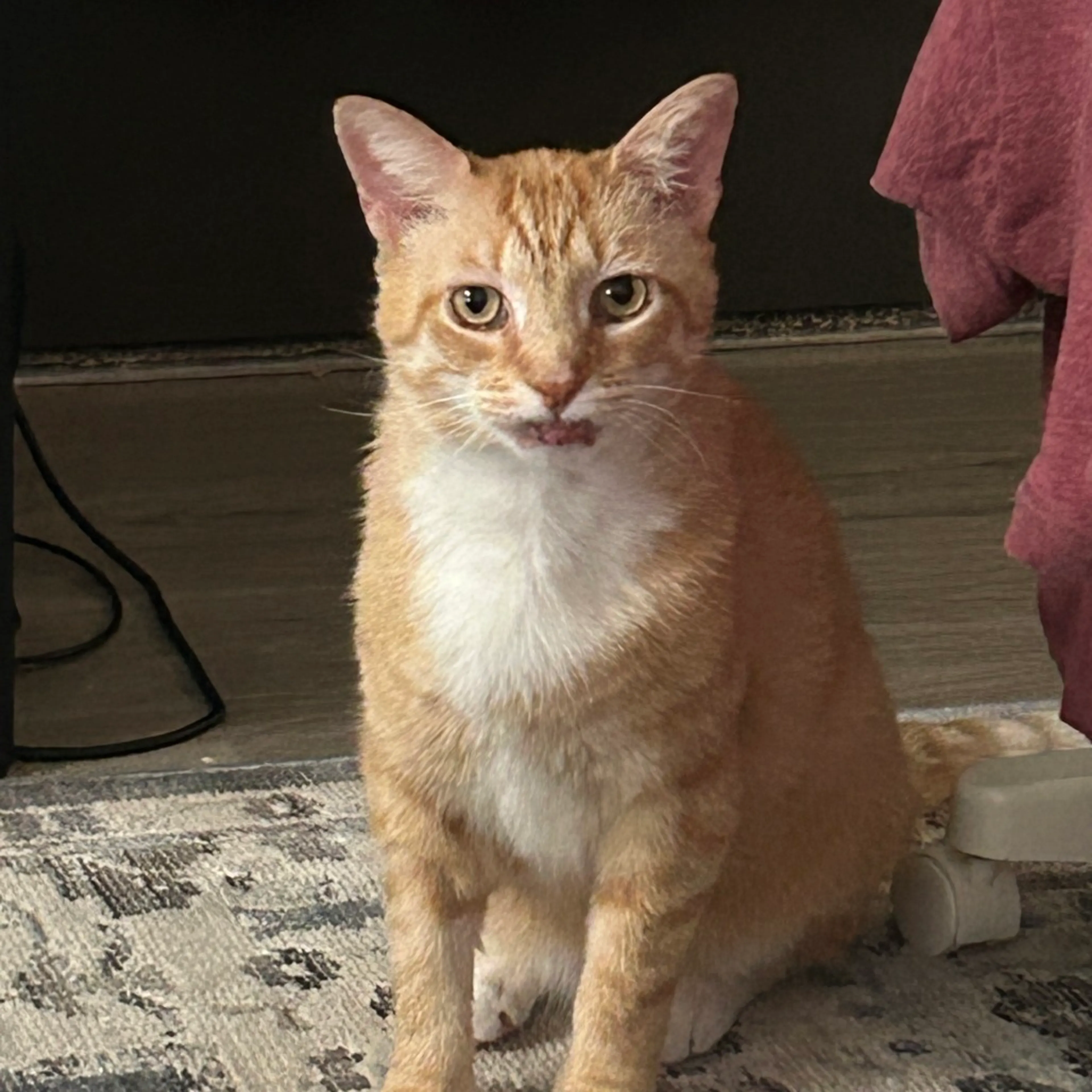Found pet-3
