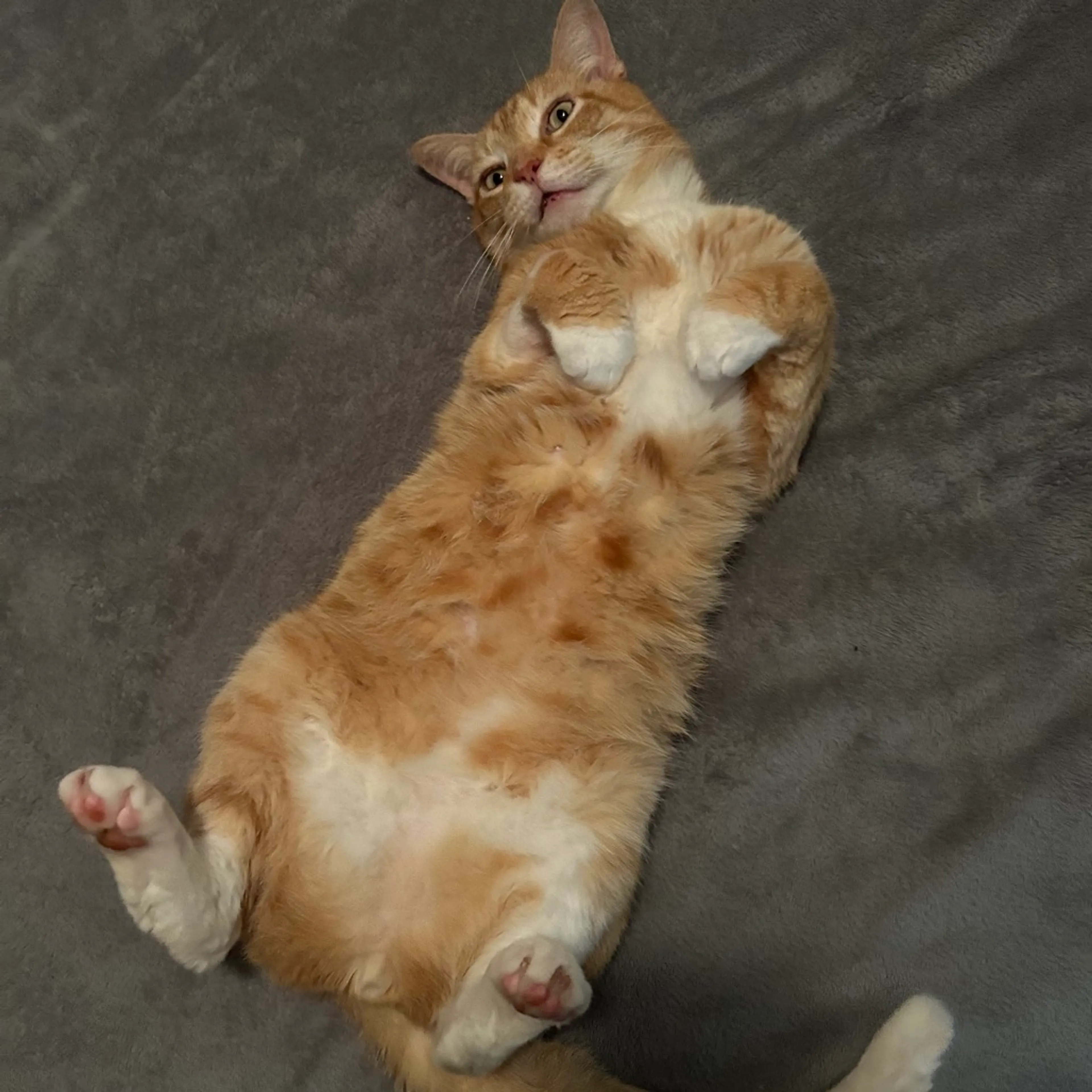 Found pet-9