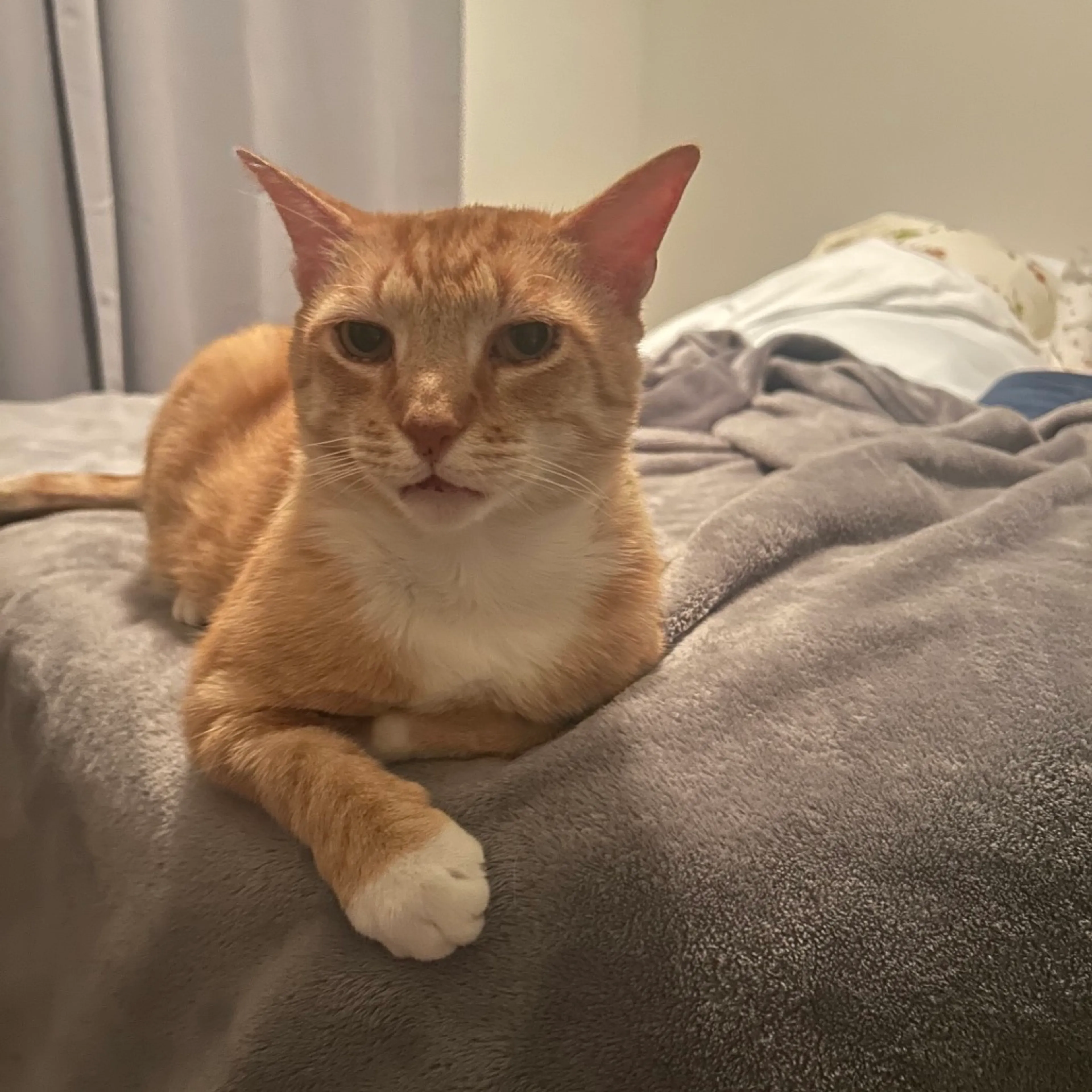 Found pet-8