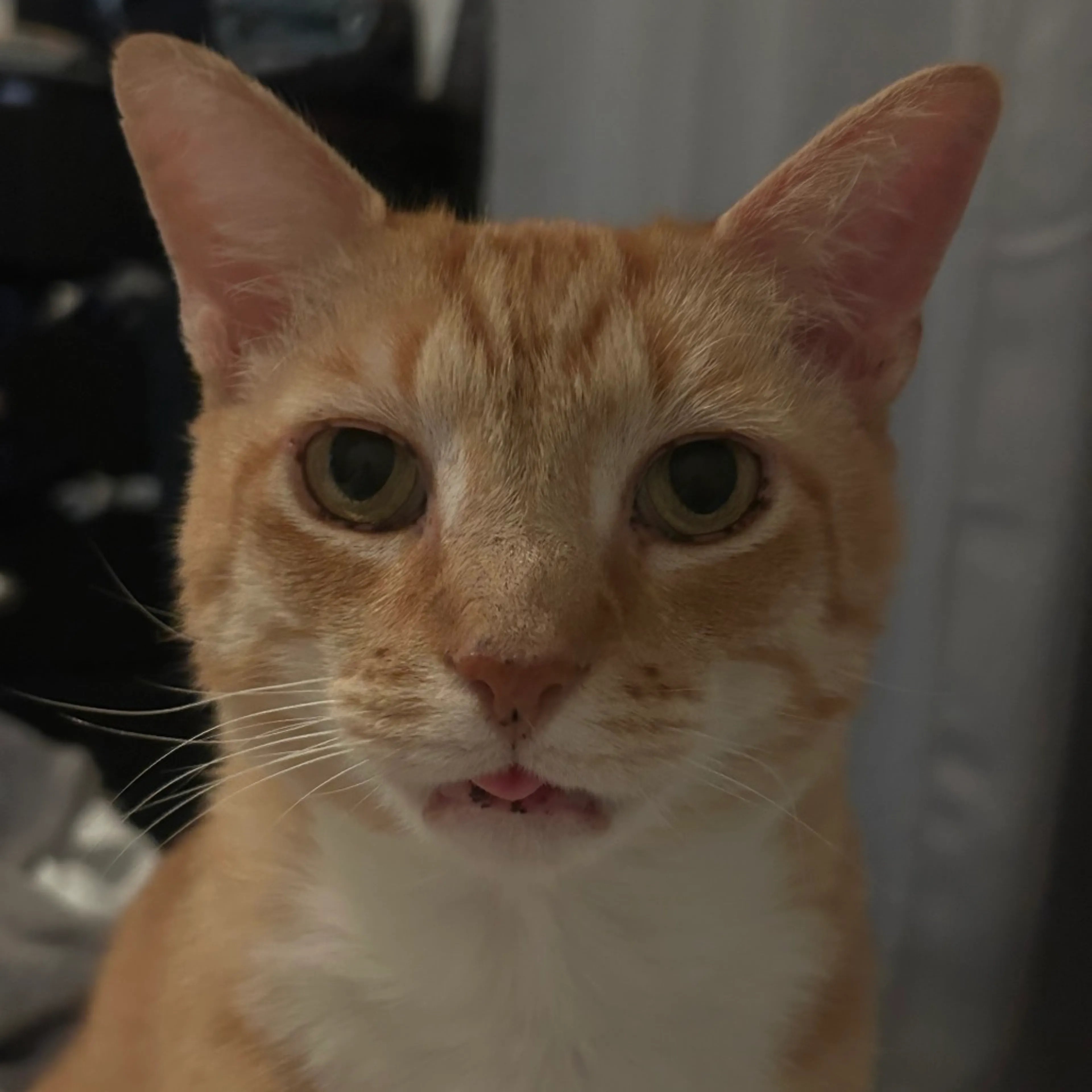 Found pet-7