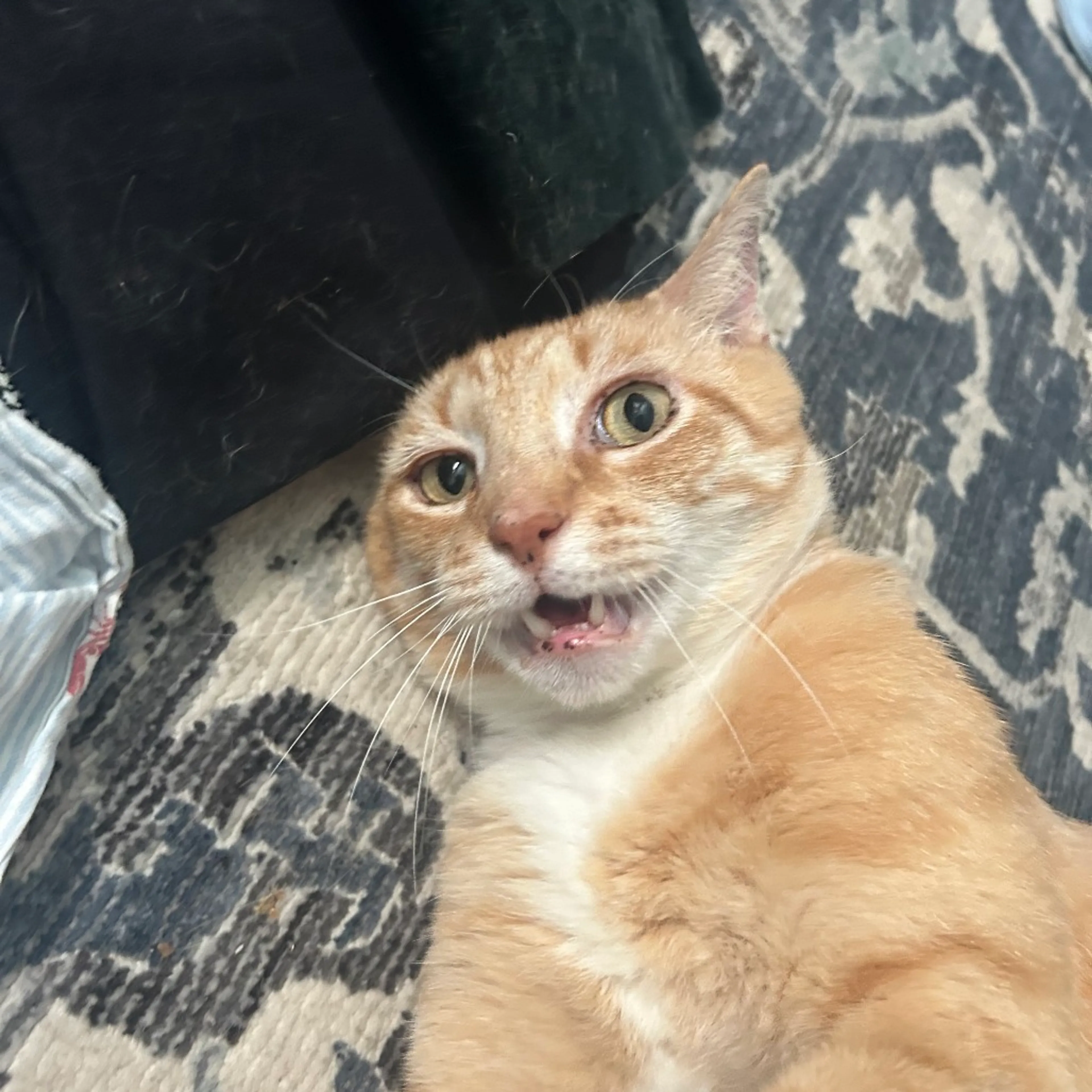 Found pet-2