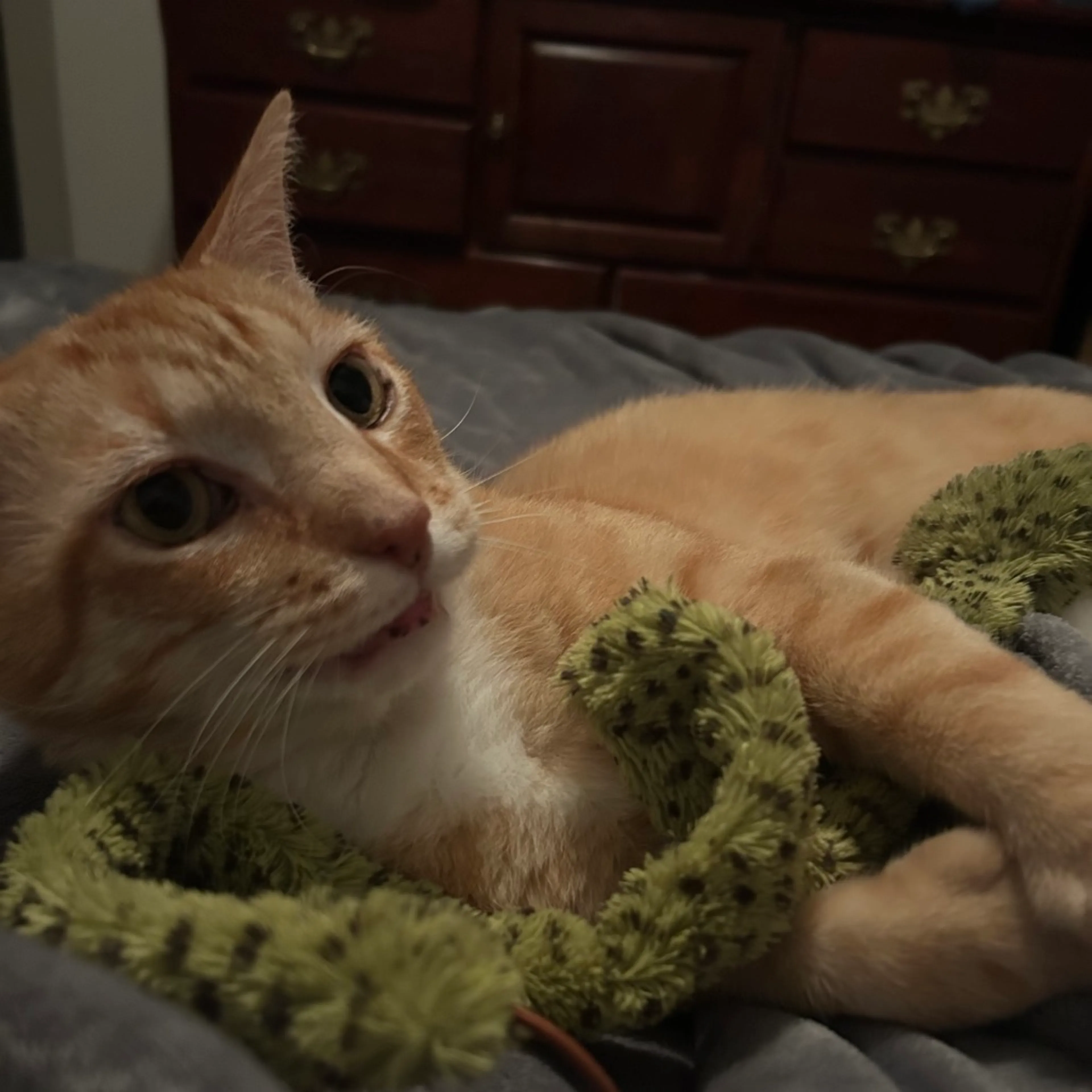 Found pet-6