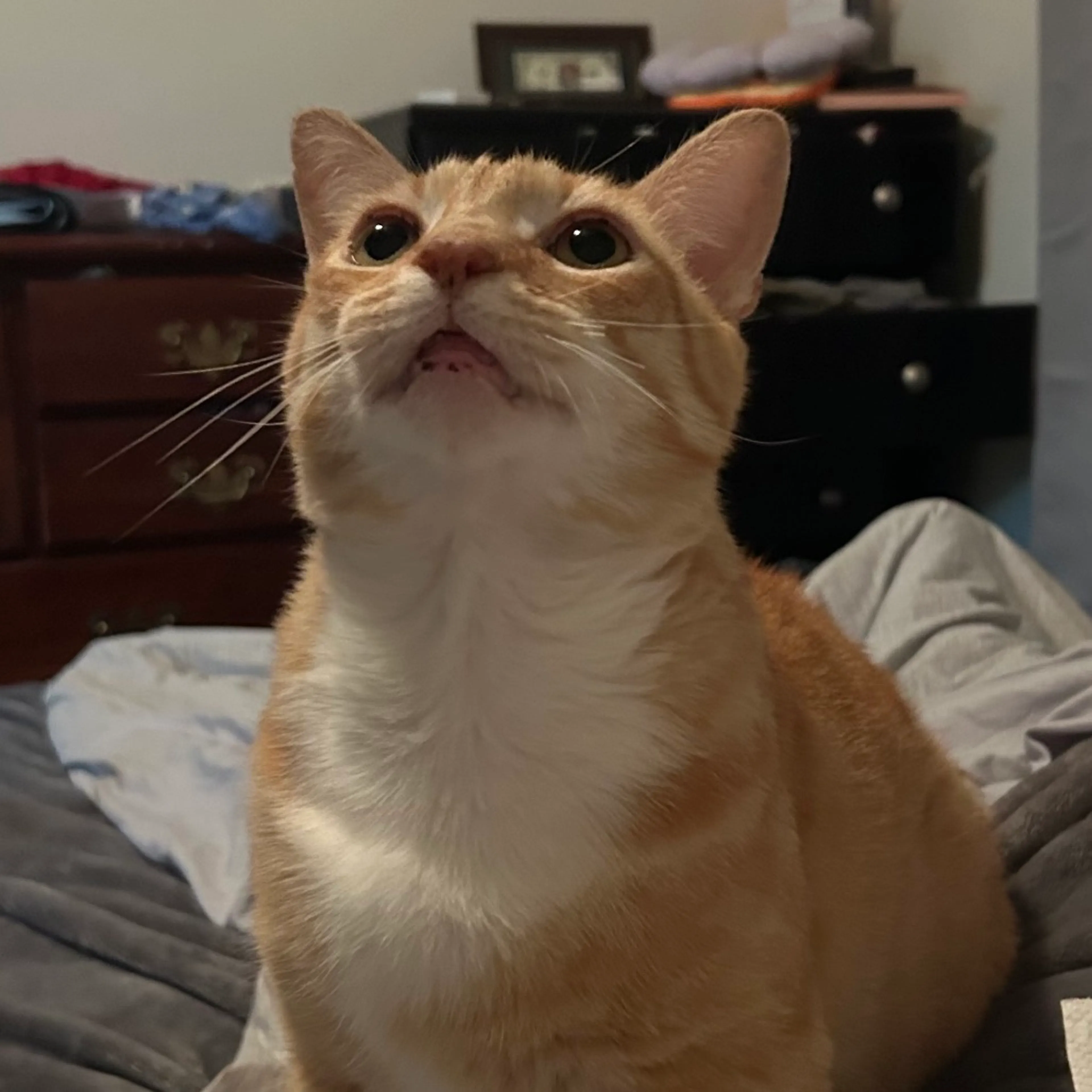 Found pet-5