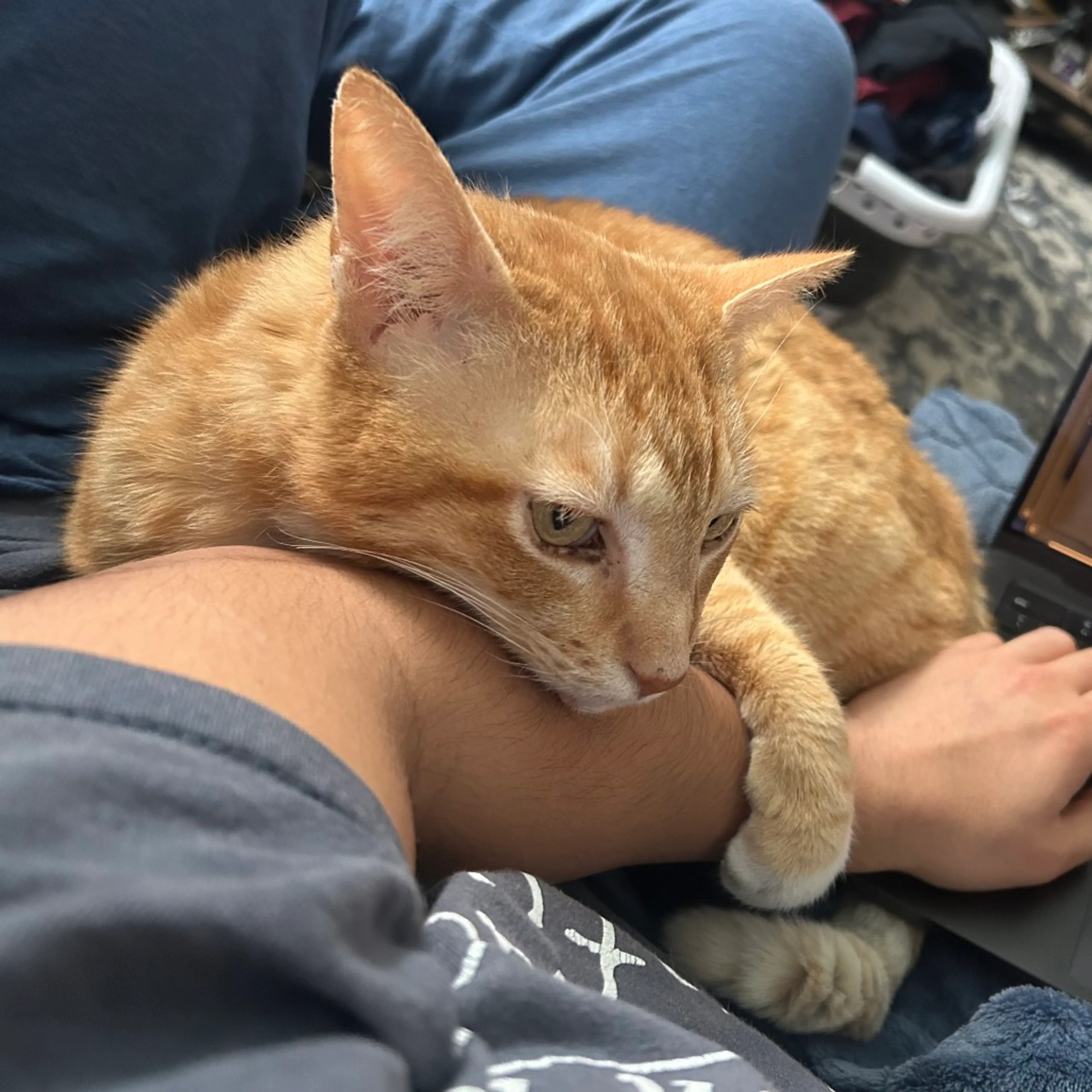Found pet-4
