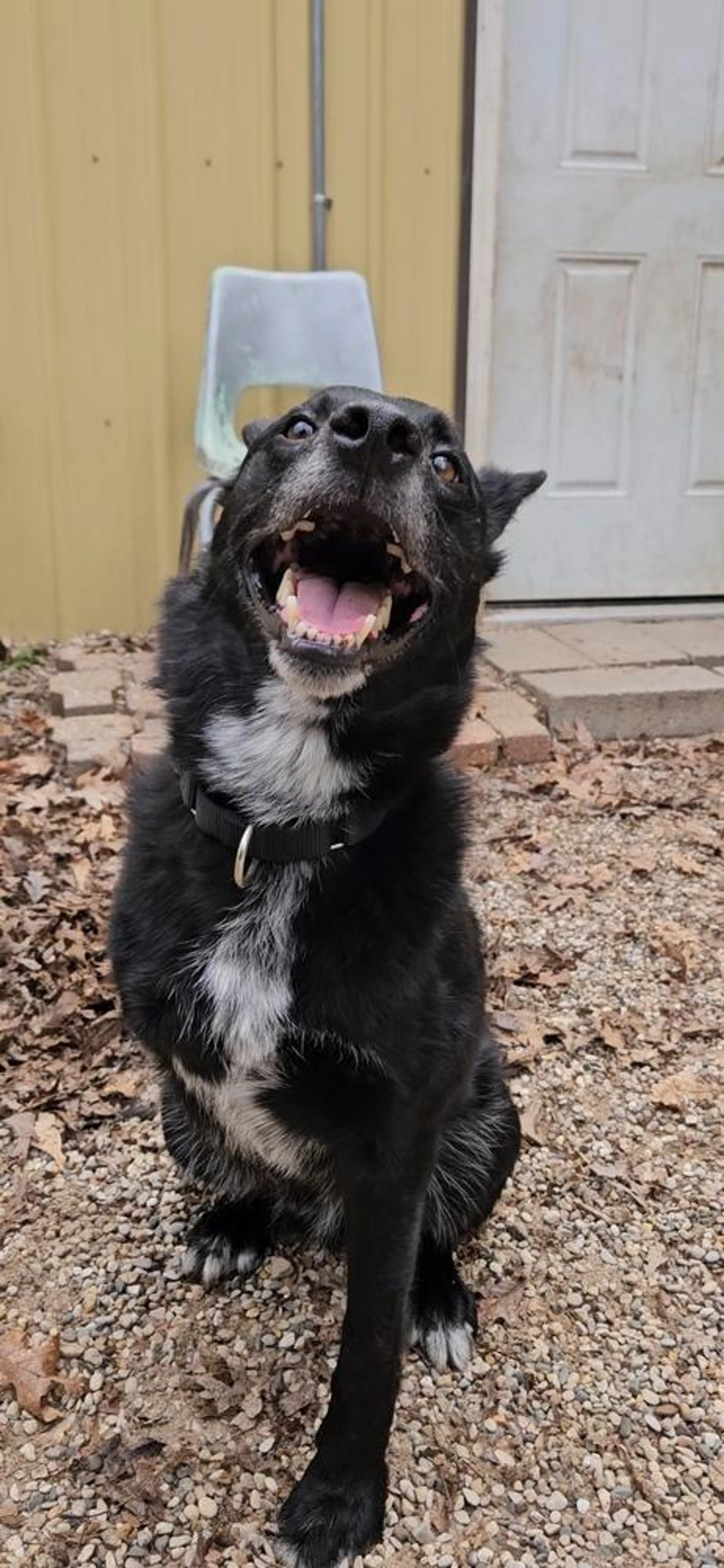 Found pet-3