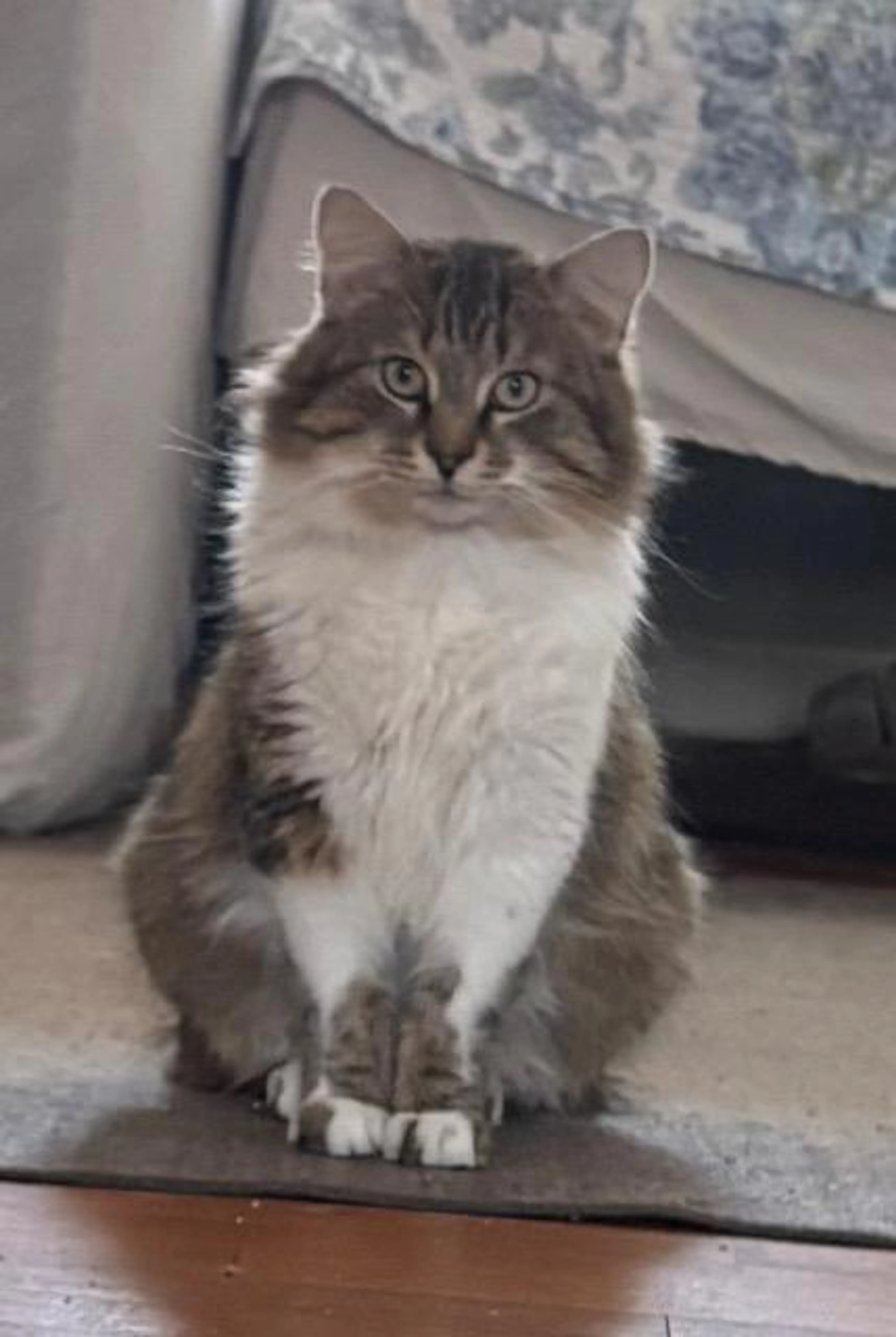 Found pet-2