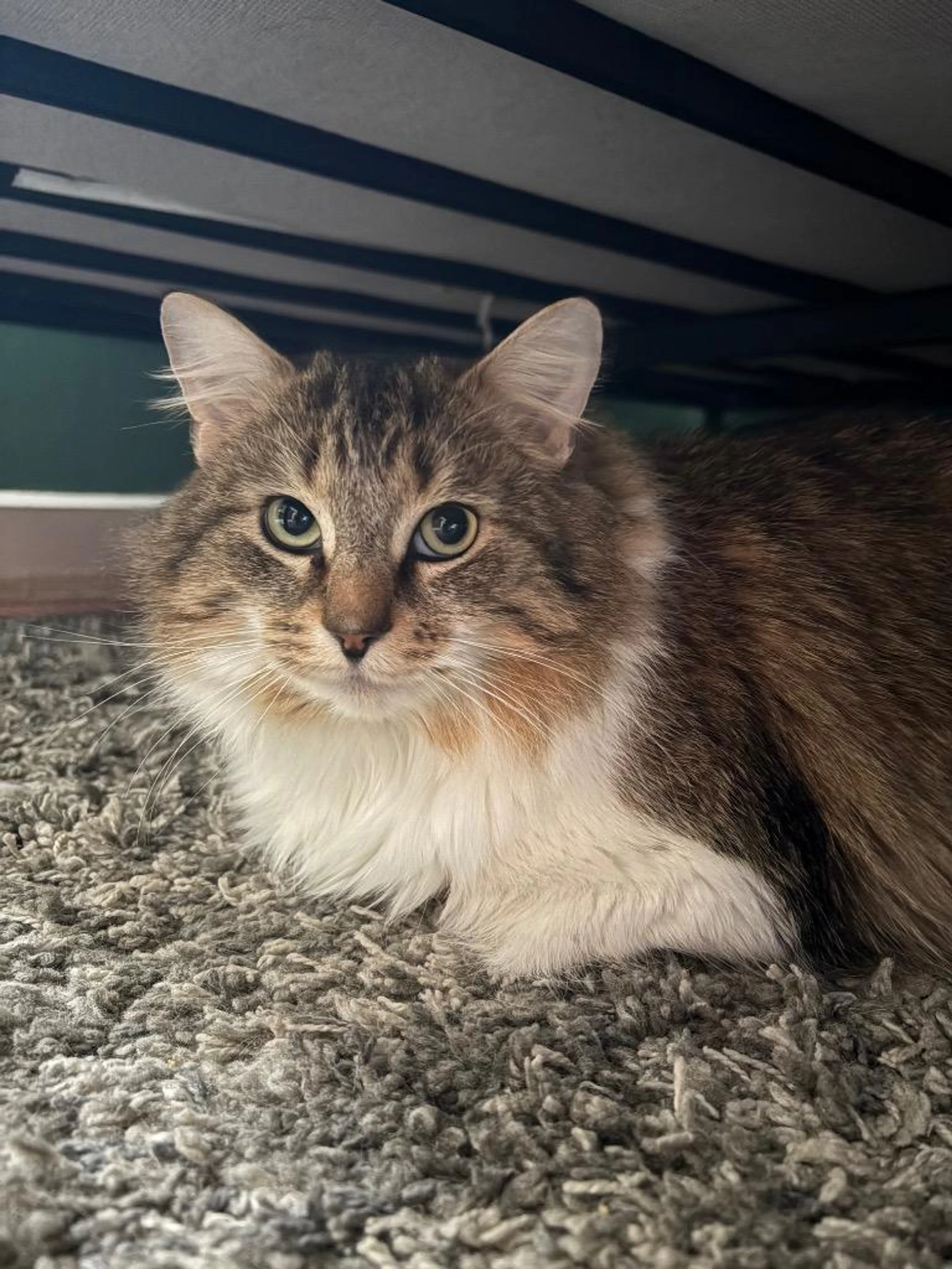Found pet-3