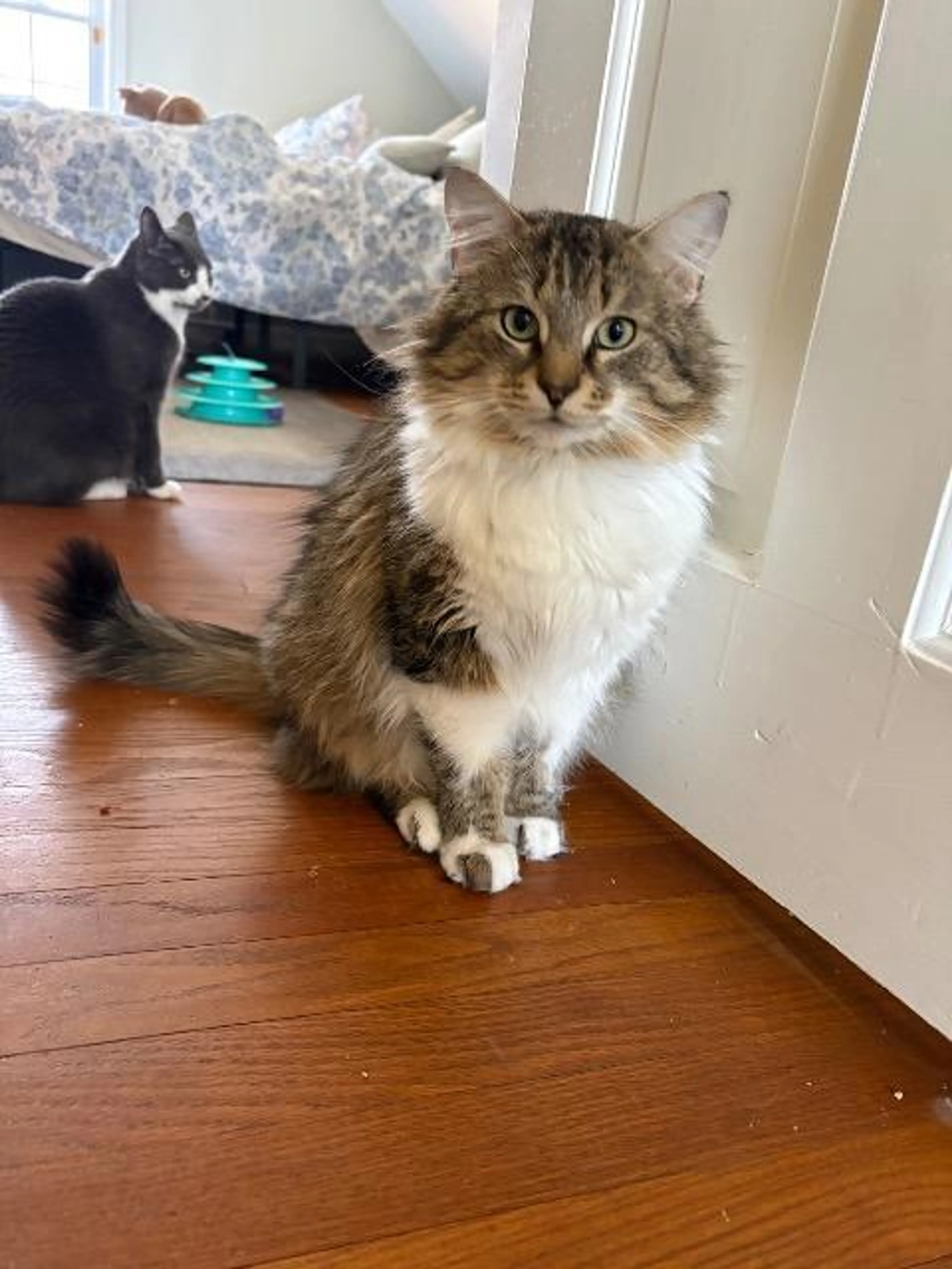 Found pet-1