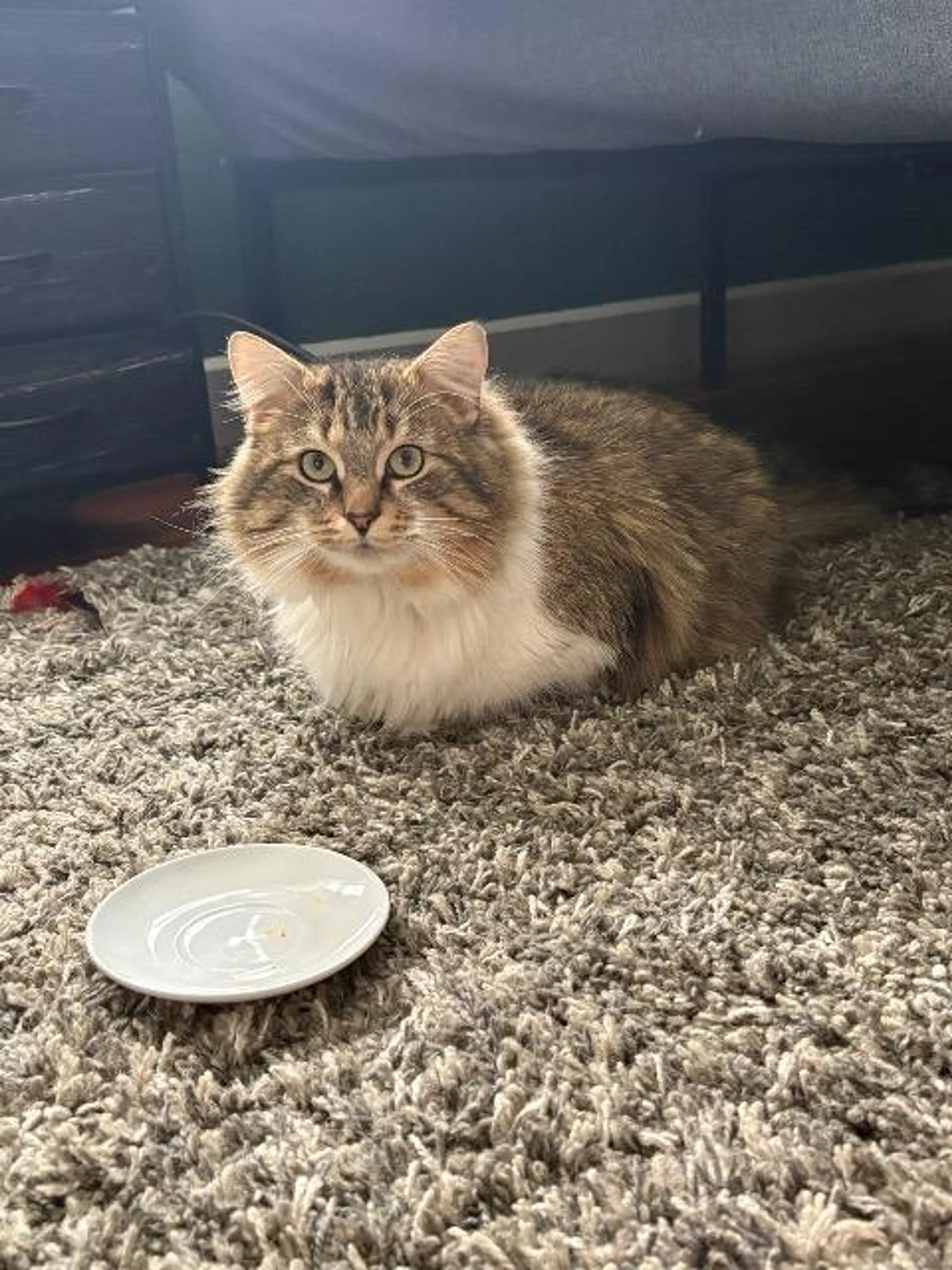 Found pet-0