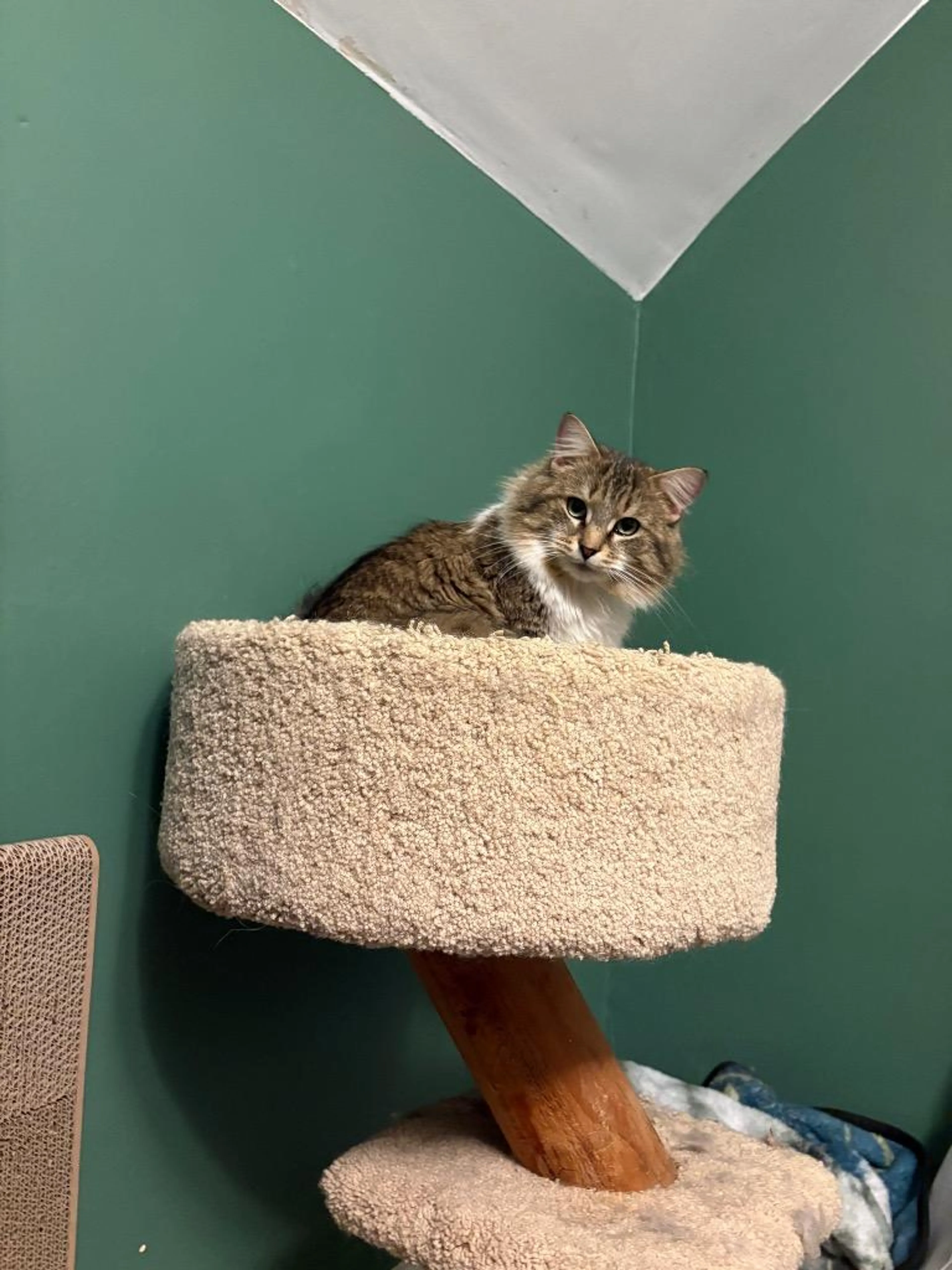 Found pet-5
