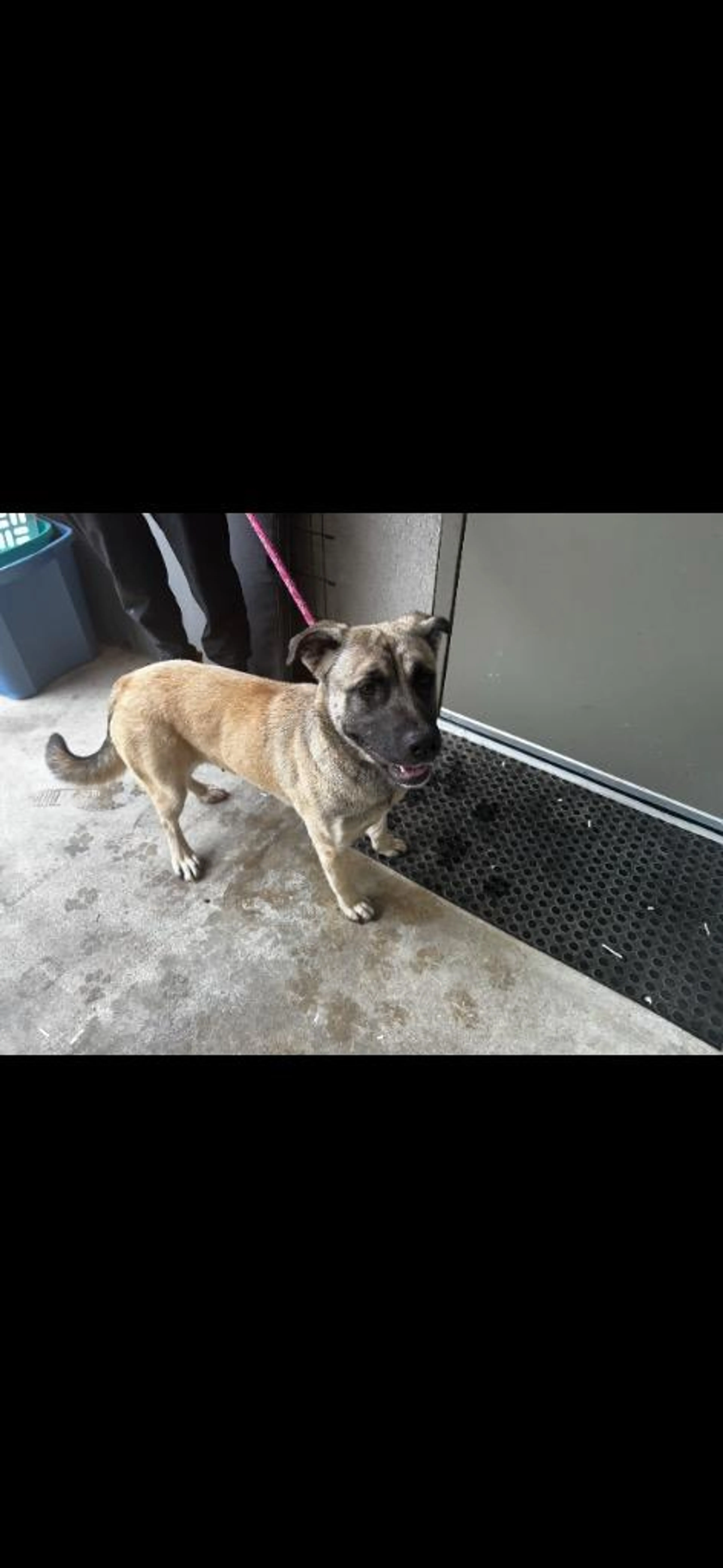 Found pet-1