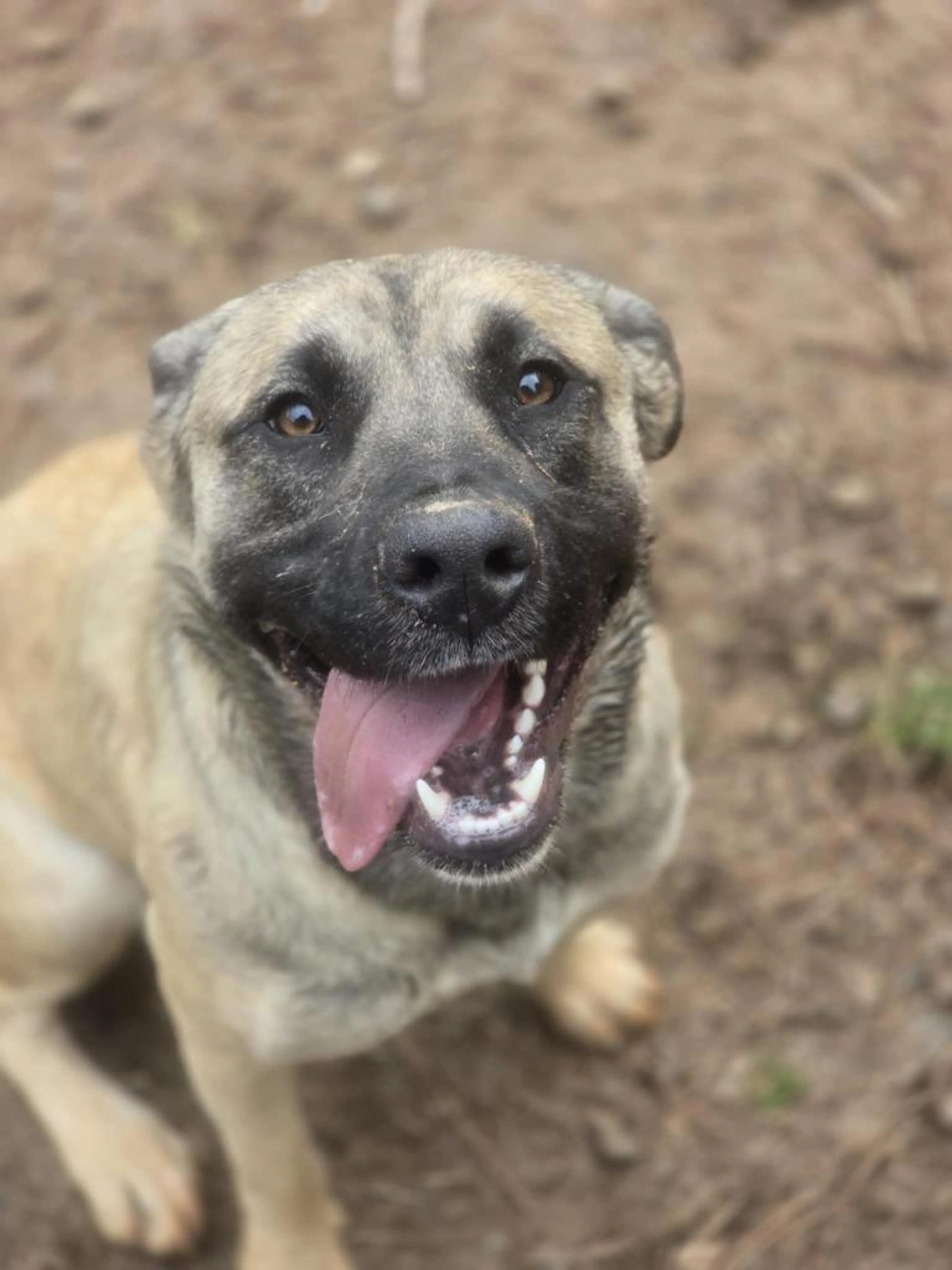 Found pet-4