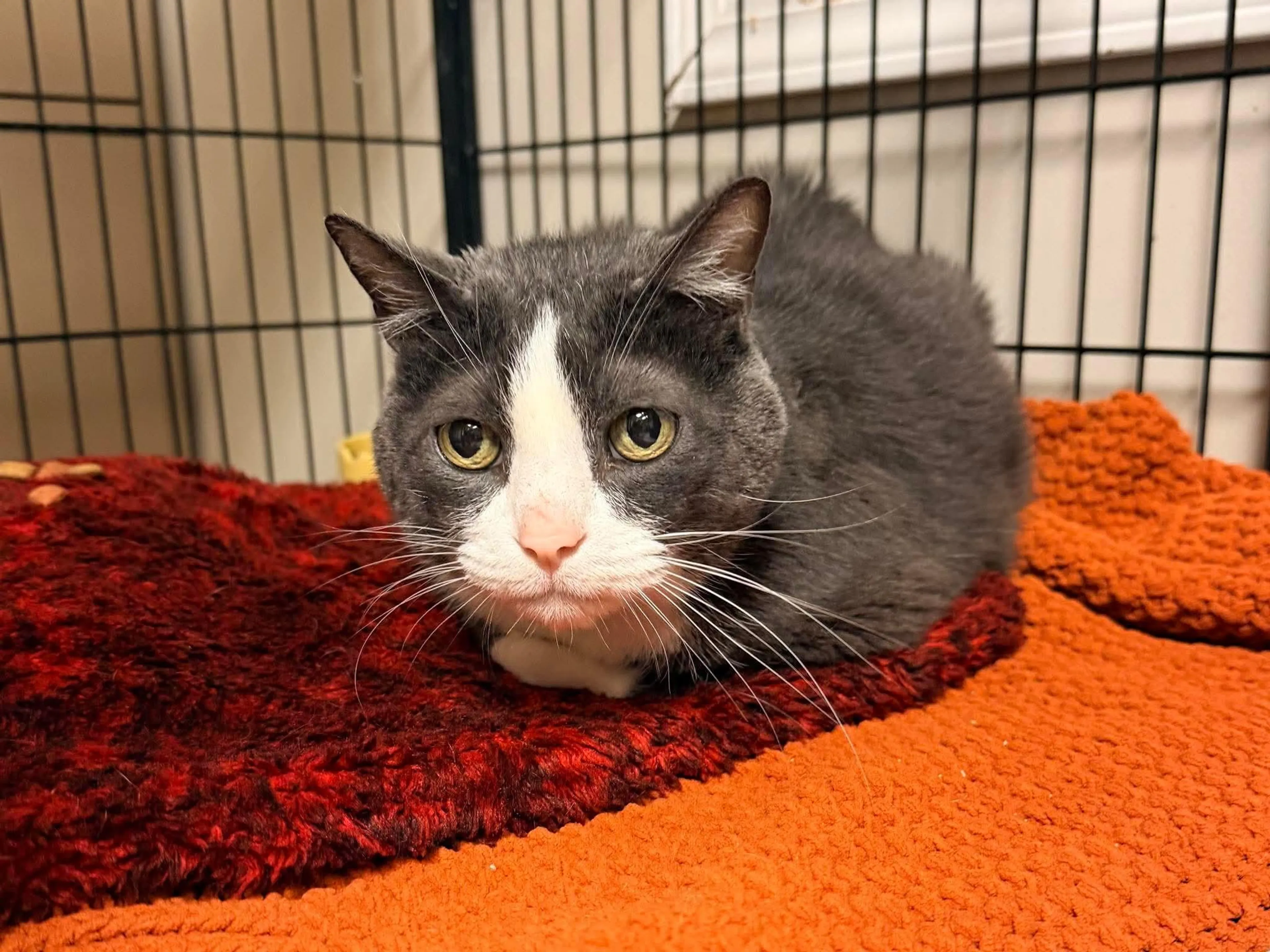 Found pet