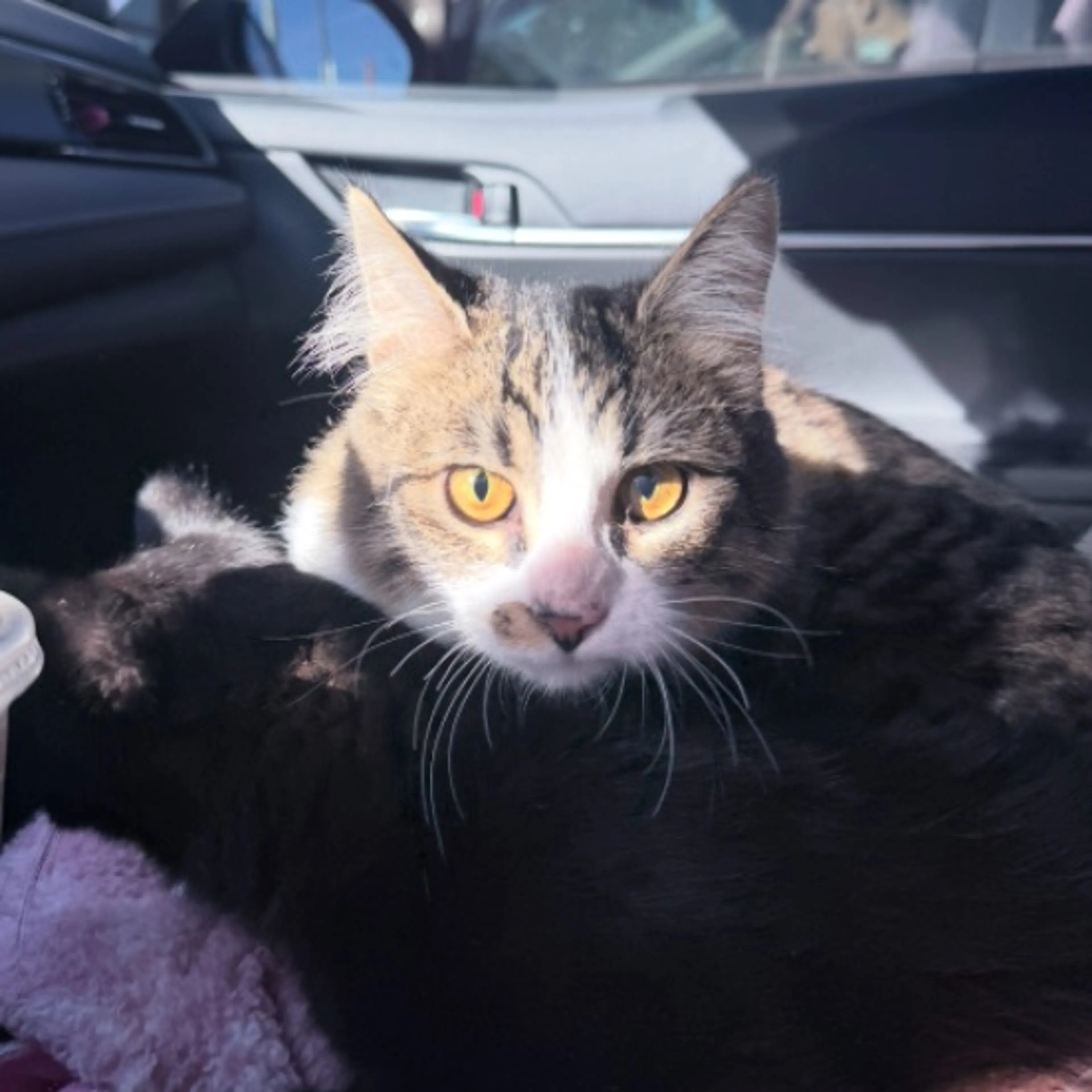 Lost pet